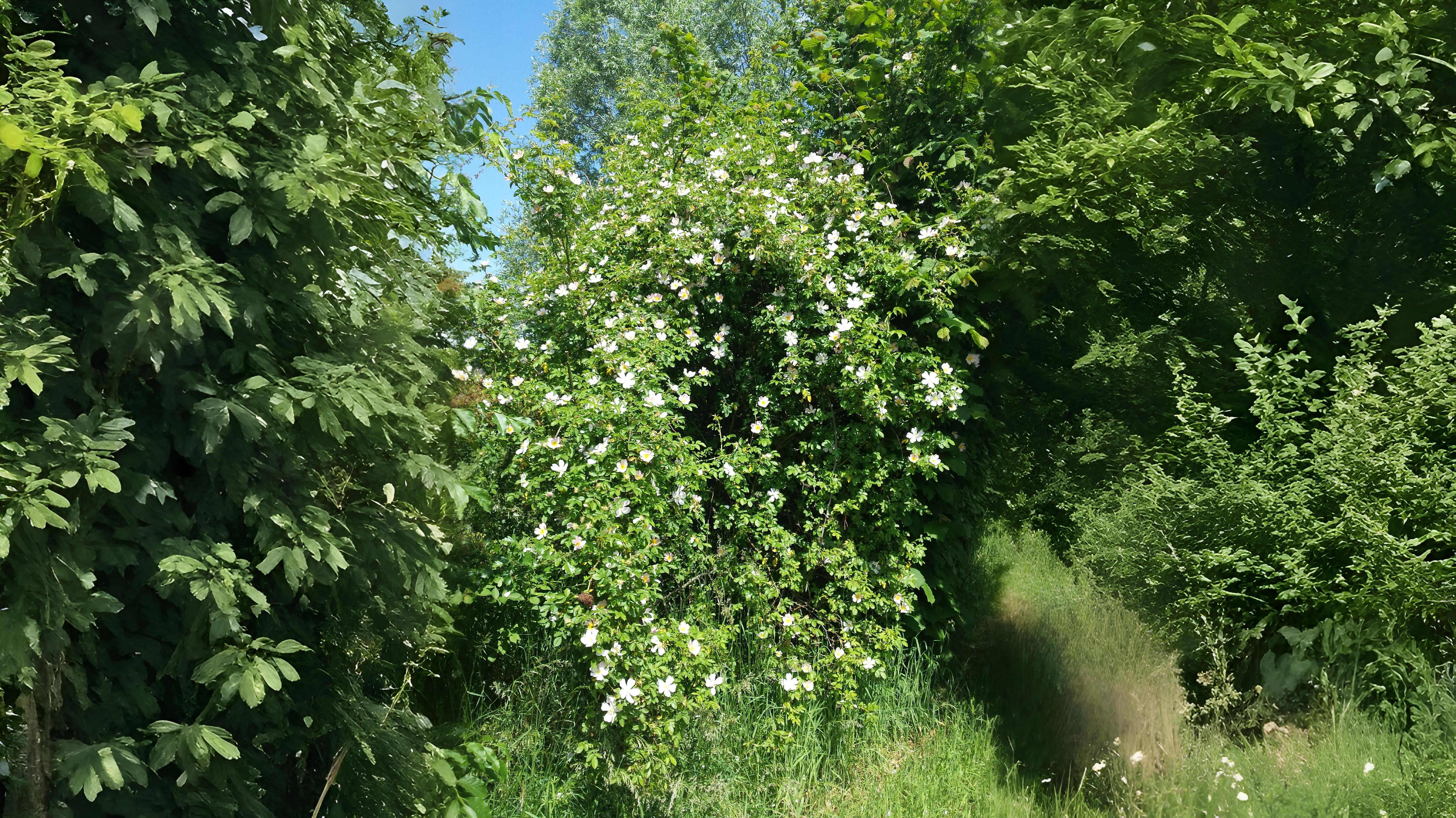 13-June Shakespeare’s Wild Roses Section Image