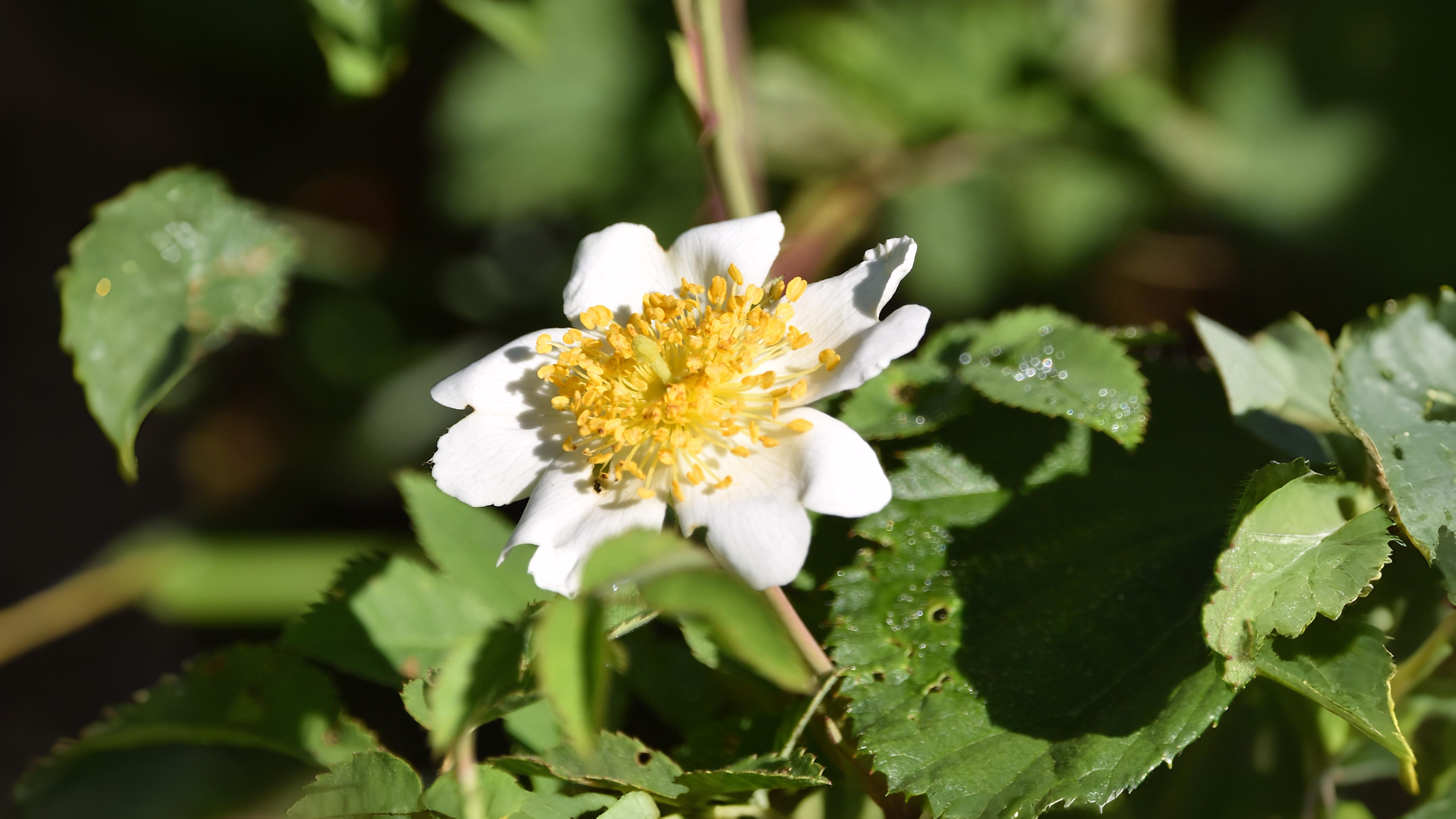 13-June Shakespeare’s Wild Roses Section Image