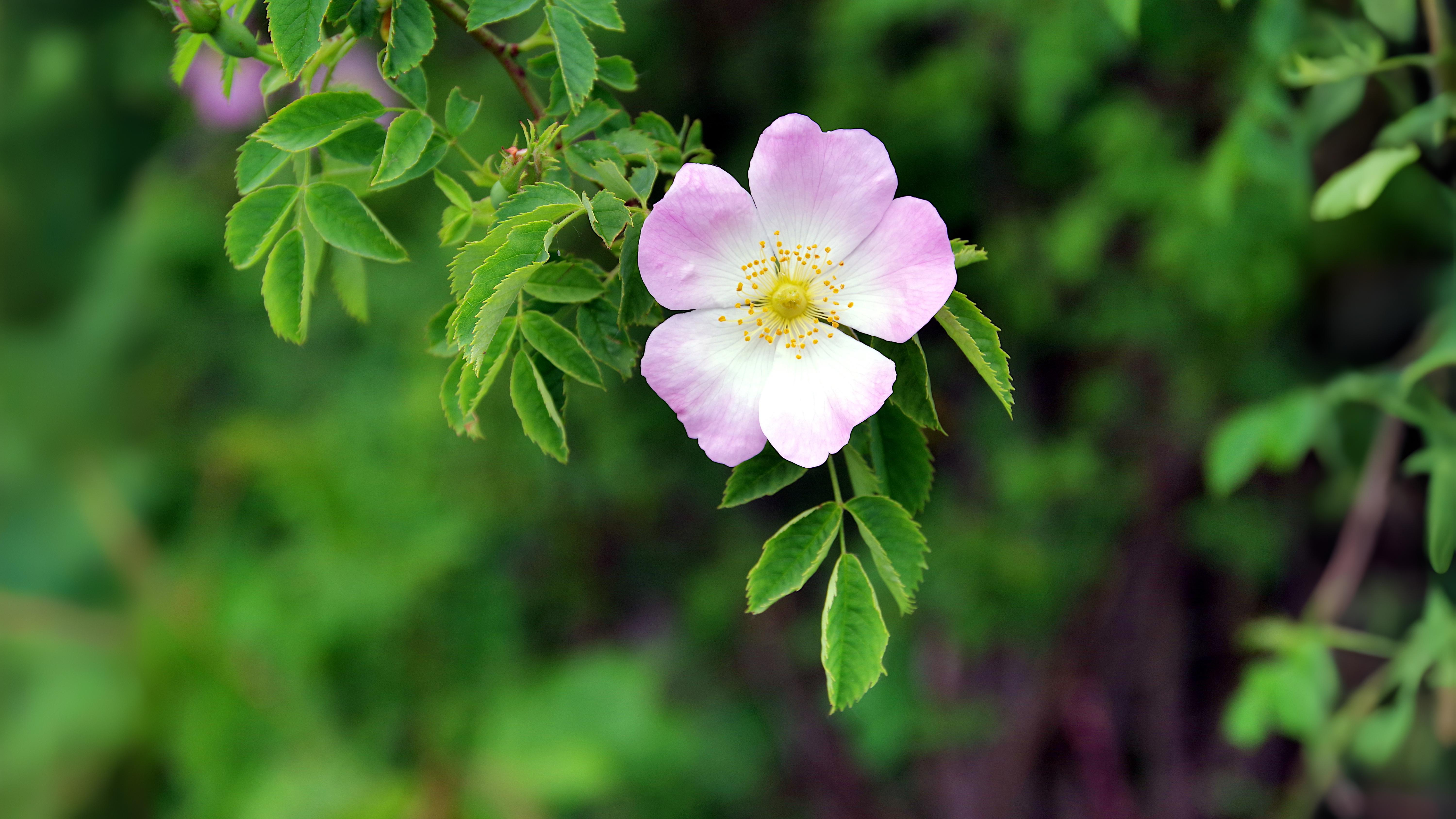 13-June Shakespeare’s Wild Roses Section Image