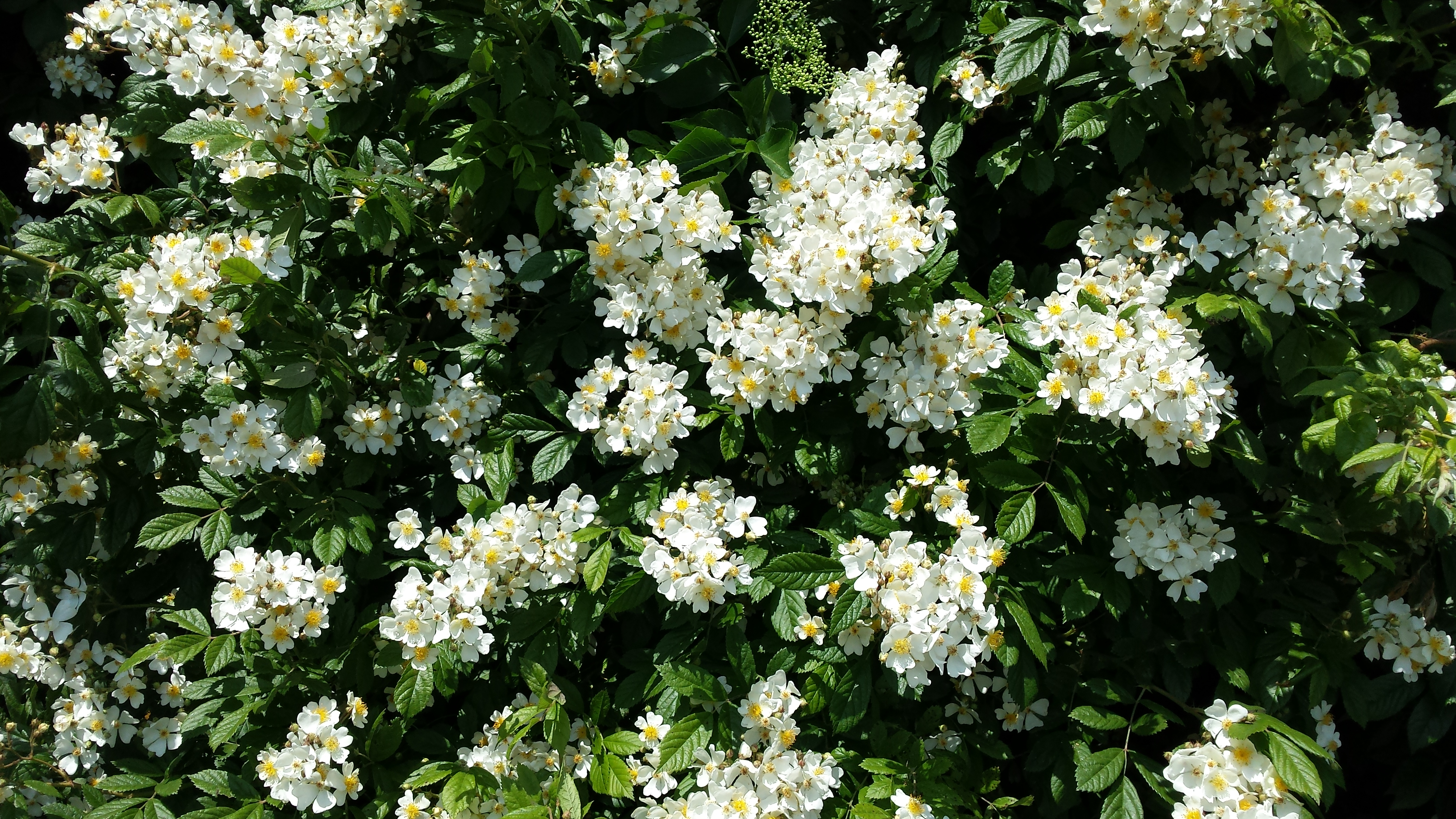 13-June Shakespeare’s Wild Roses Section Image