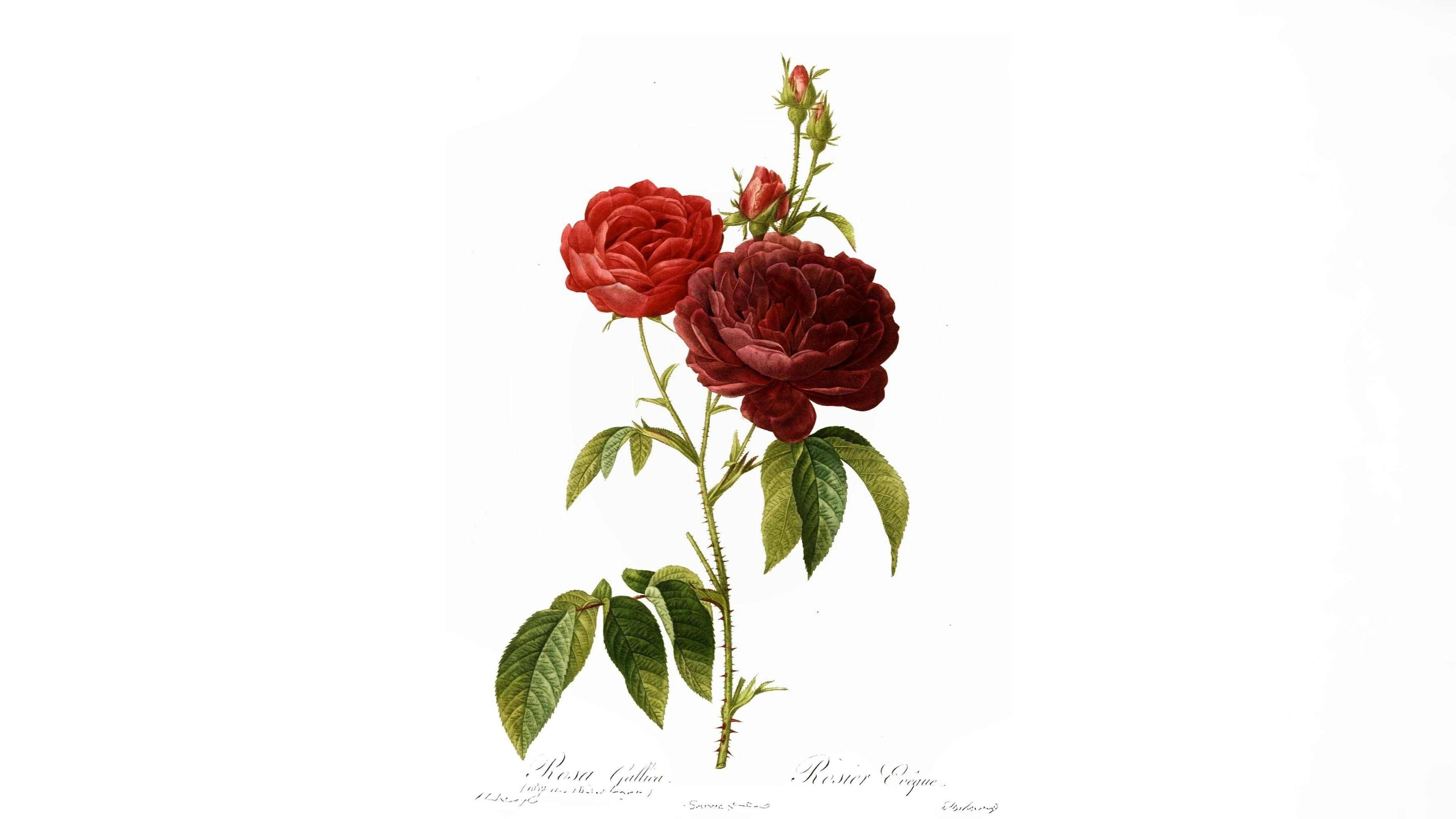 14-June War of the Roses Revisited Section Image