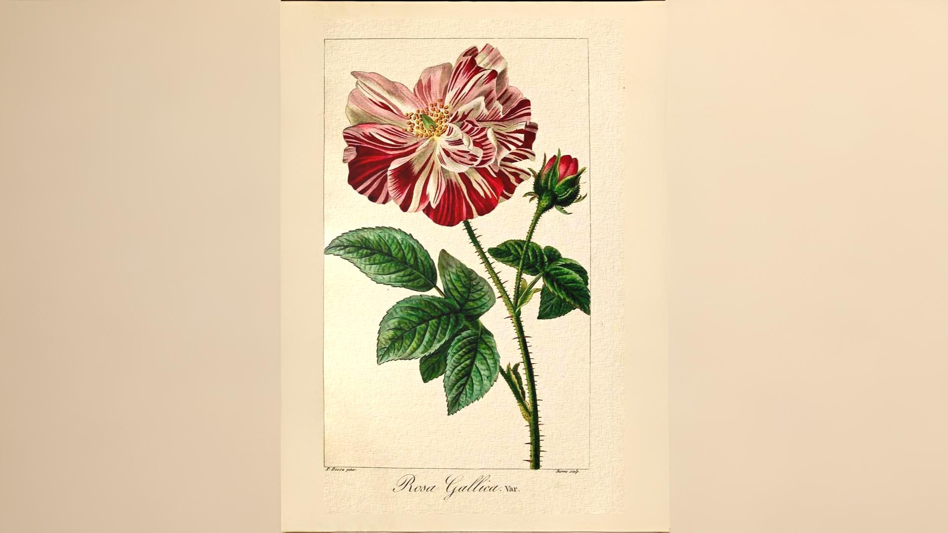 14-June War of the Roses Revisited Section Image
