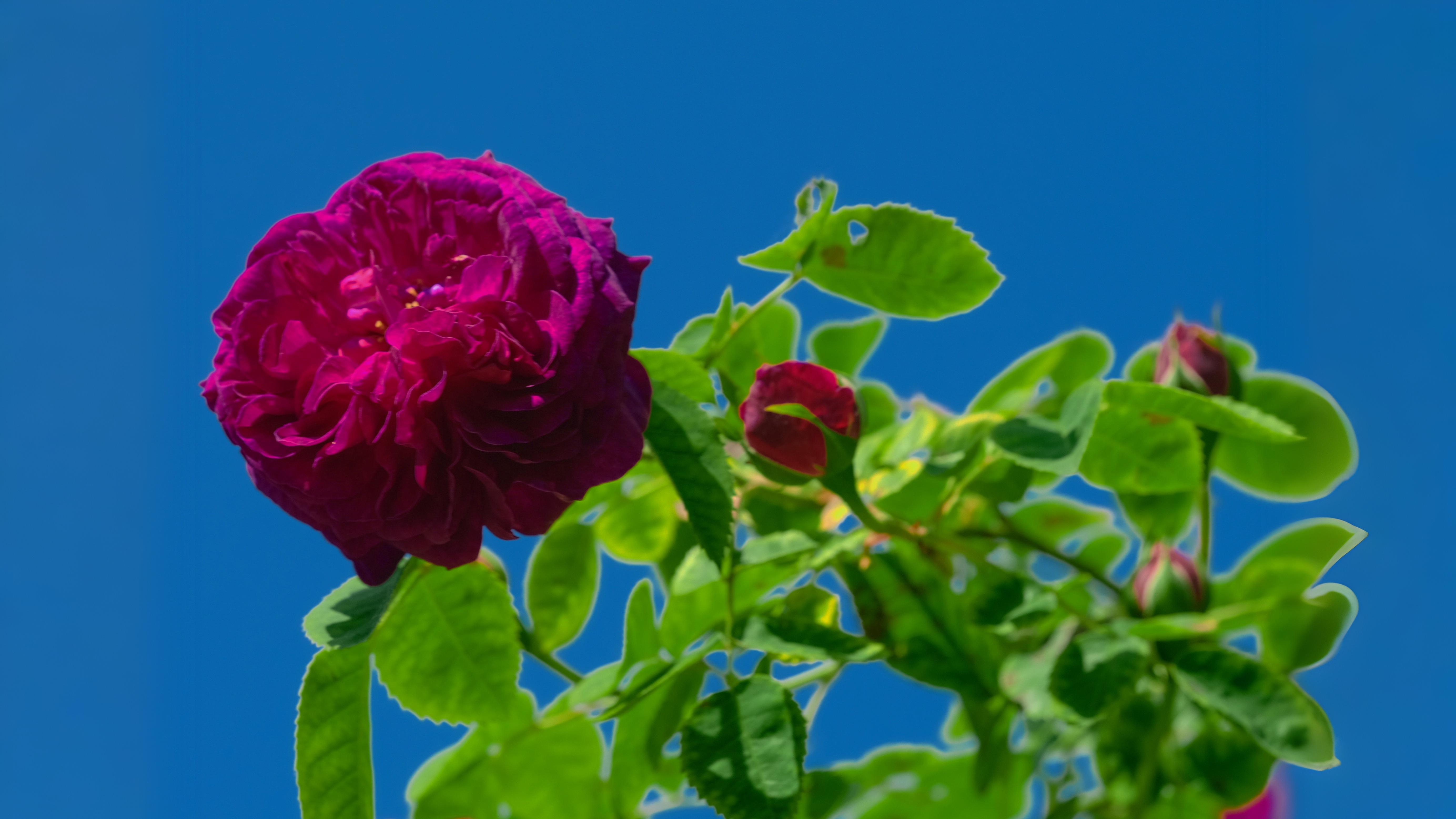 14-June War of the Roses Revisited Section Image