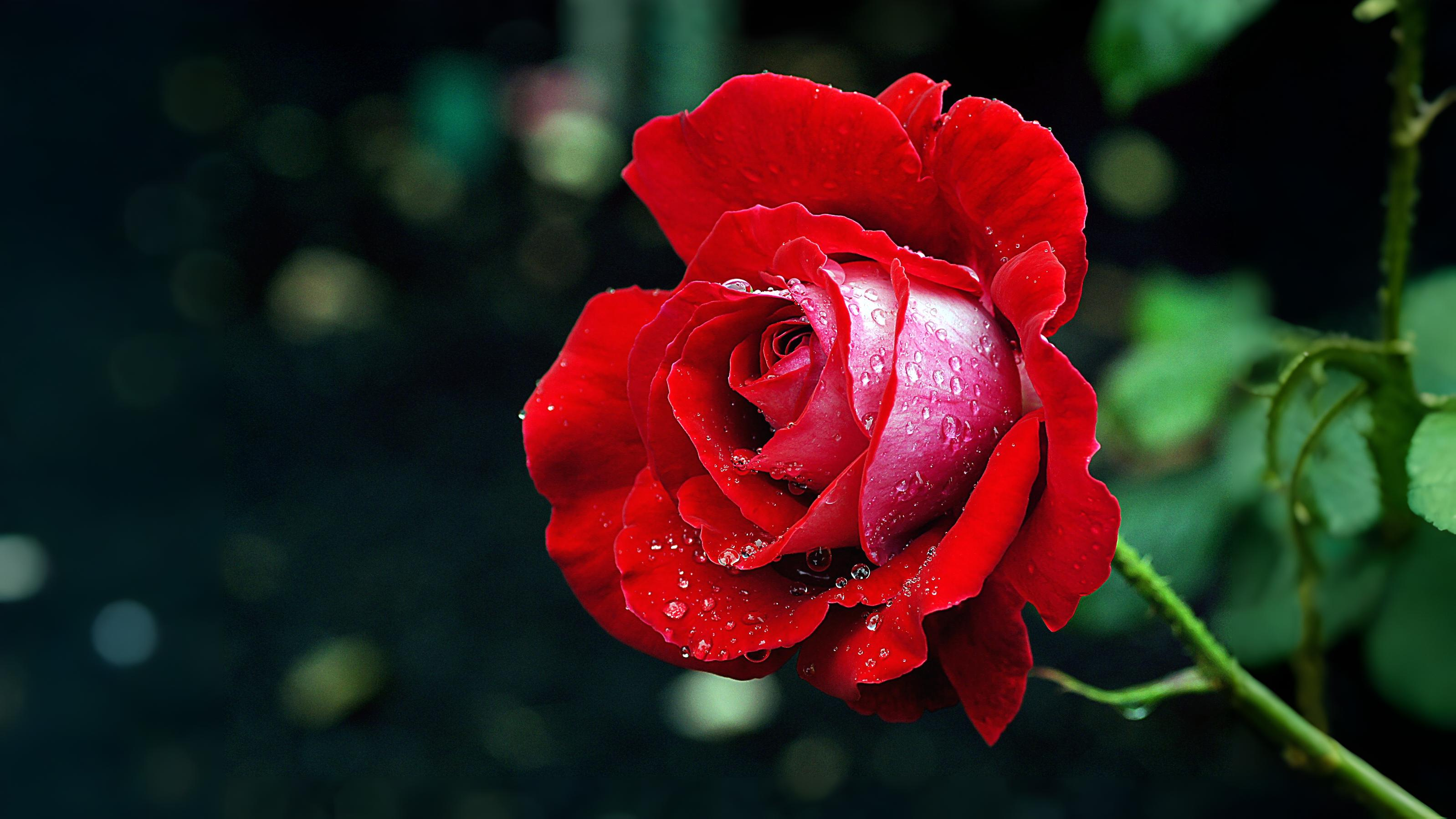 15-June London's Living Rose History Section Image