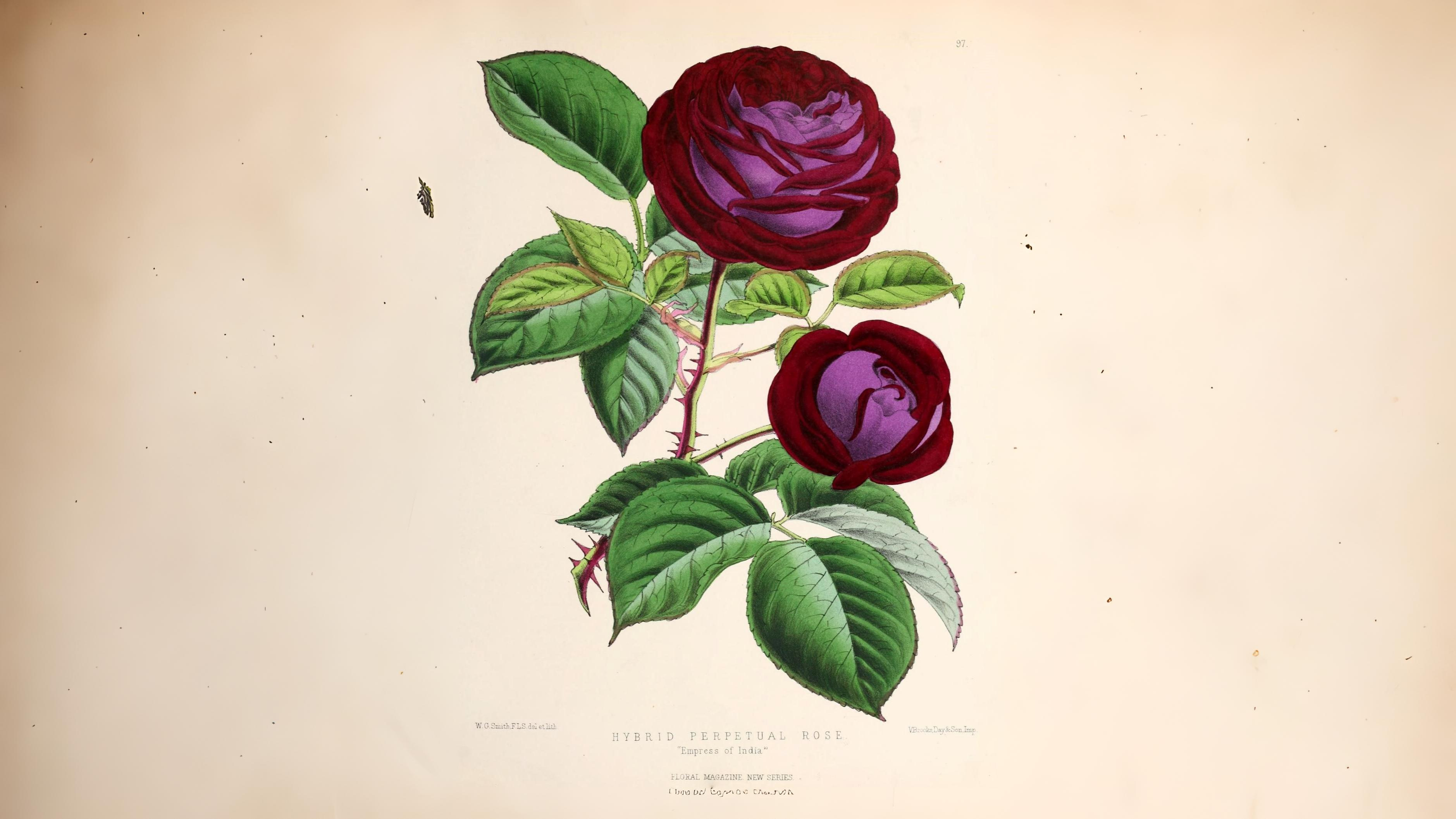 15-June London's Living Rose History Section Image