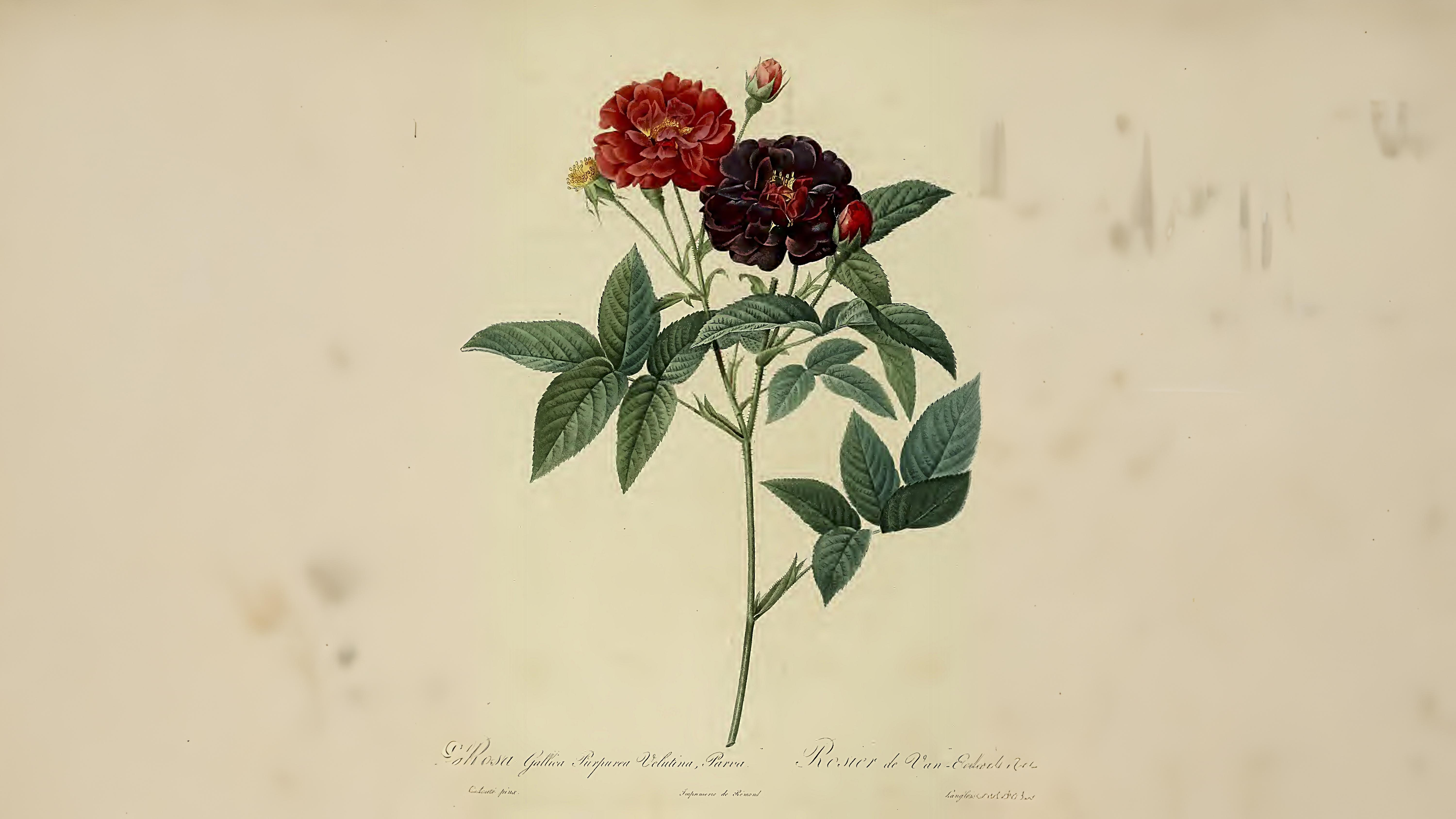 16-June London’s Scented Roses Section Image