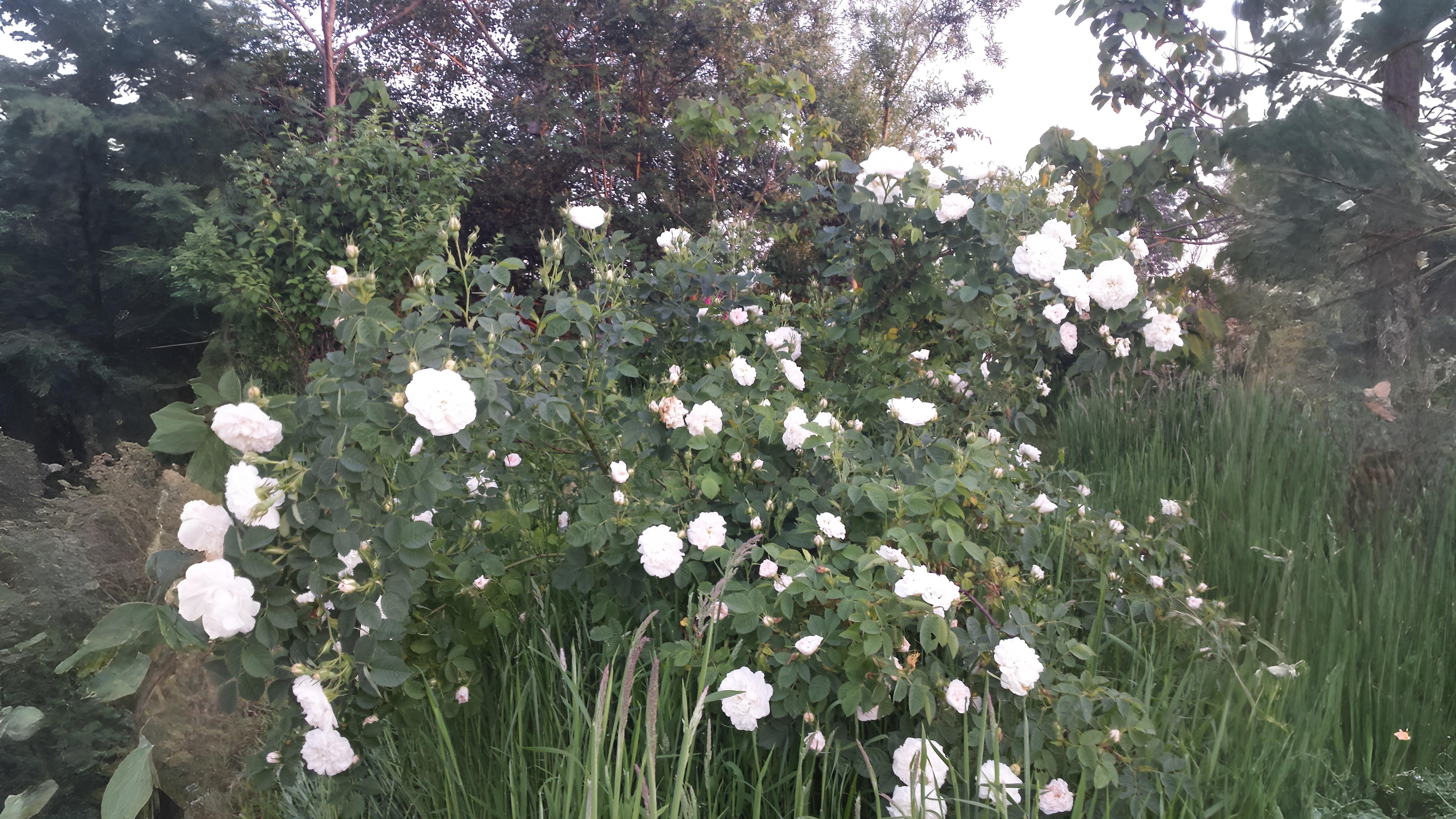16-June London’s Scented Roses Section Image