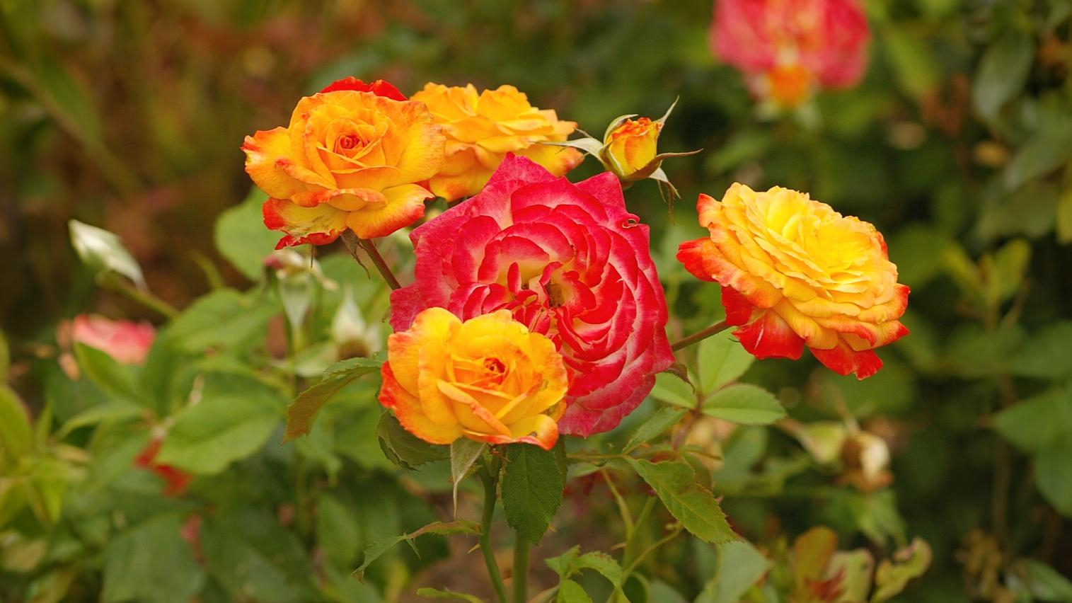 16-June London’s Scented Roses Section Image