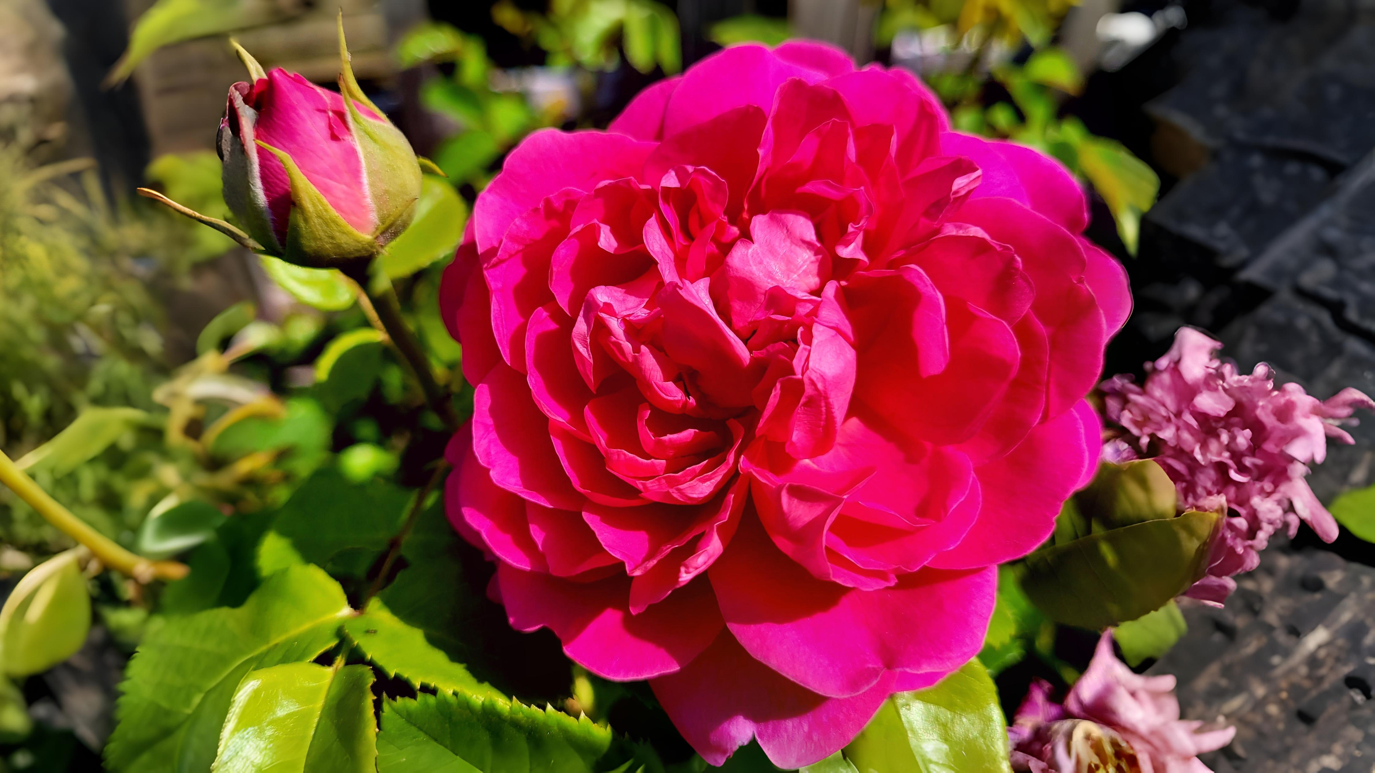 16-June London’s Scented Roses Section Image