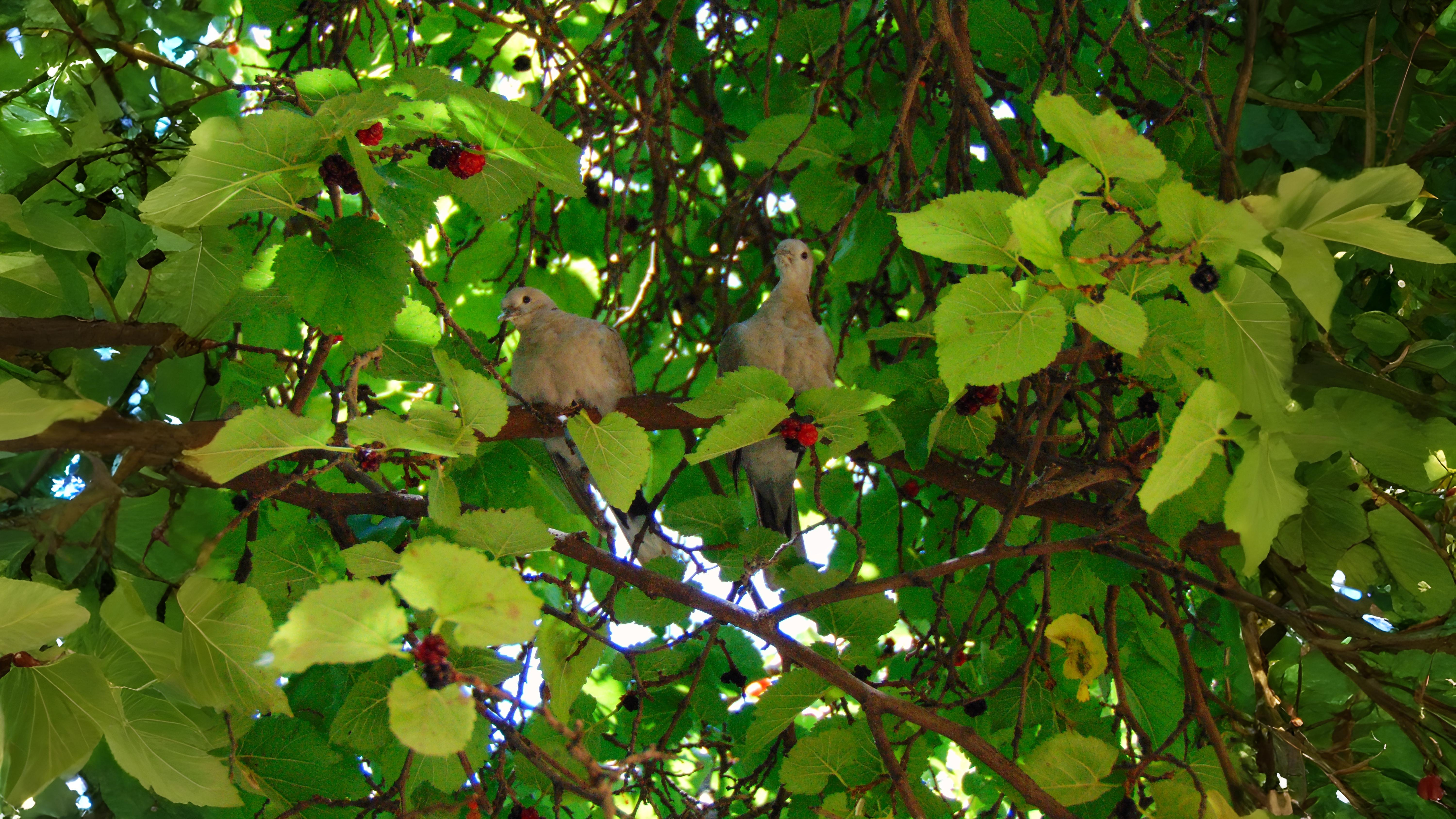 17-June London’s Living Canopy Section Image