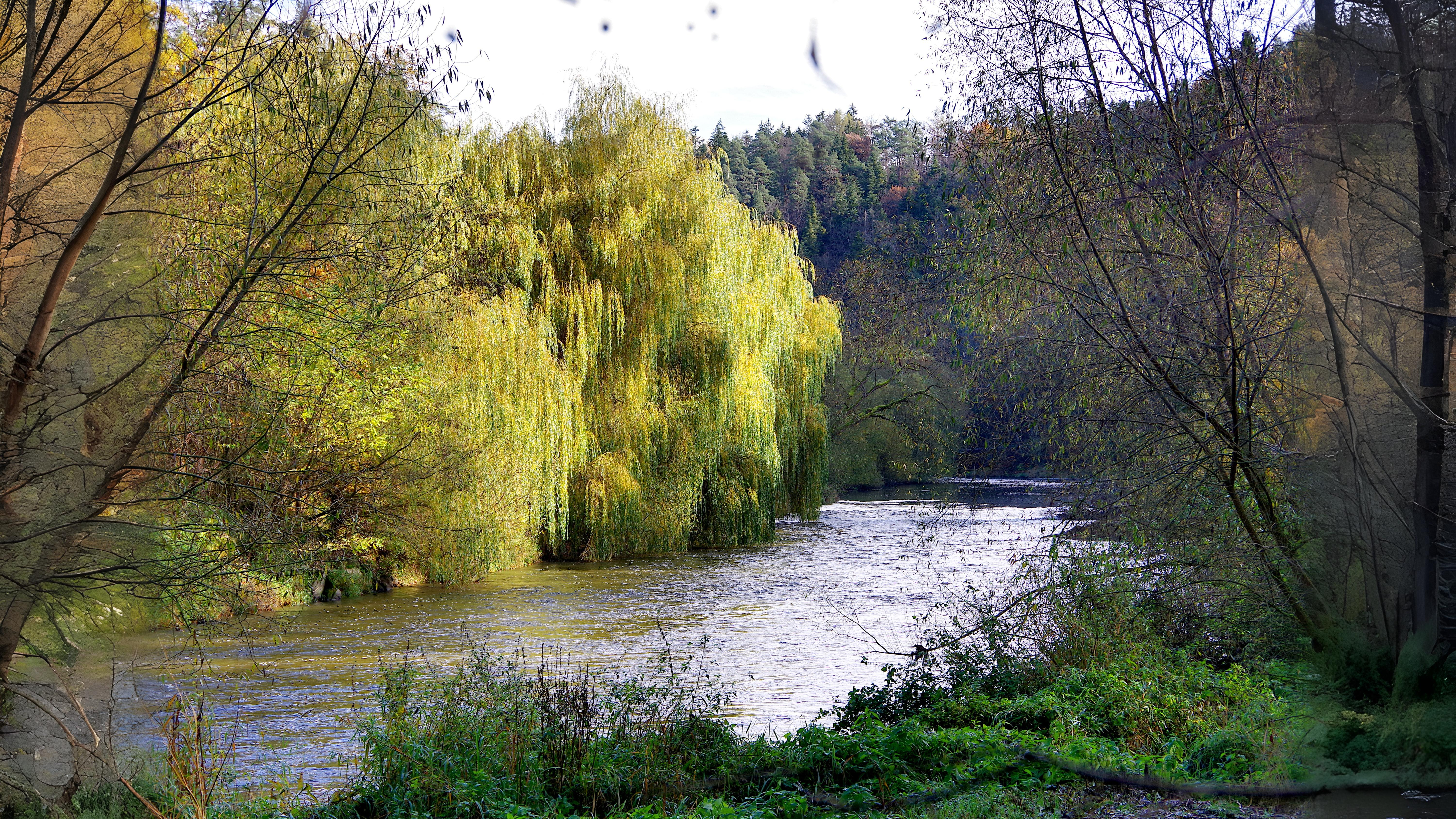 18-June Willows, Poplars & Rare Giants Section Image