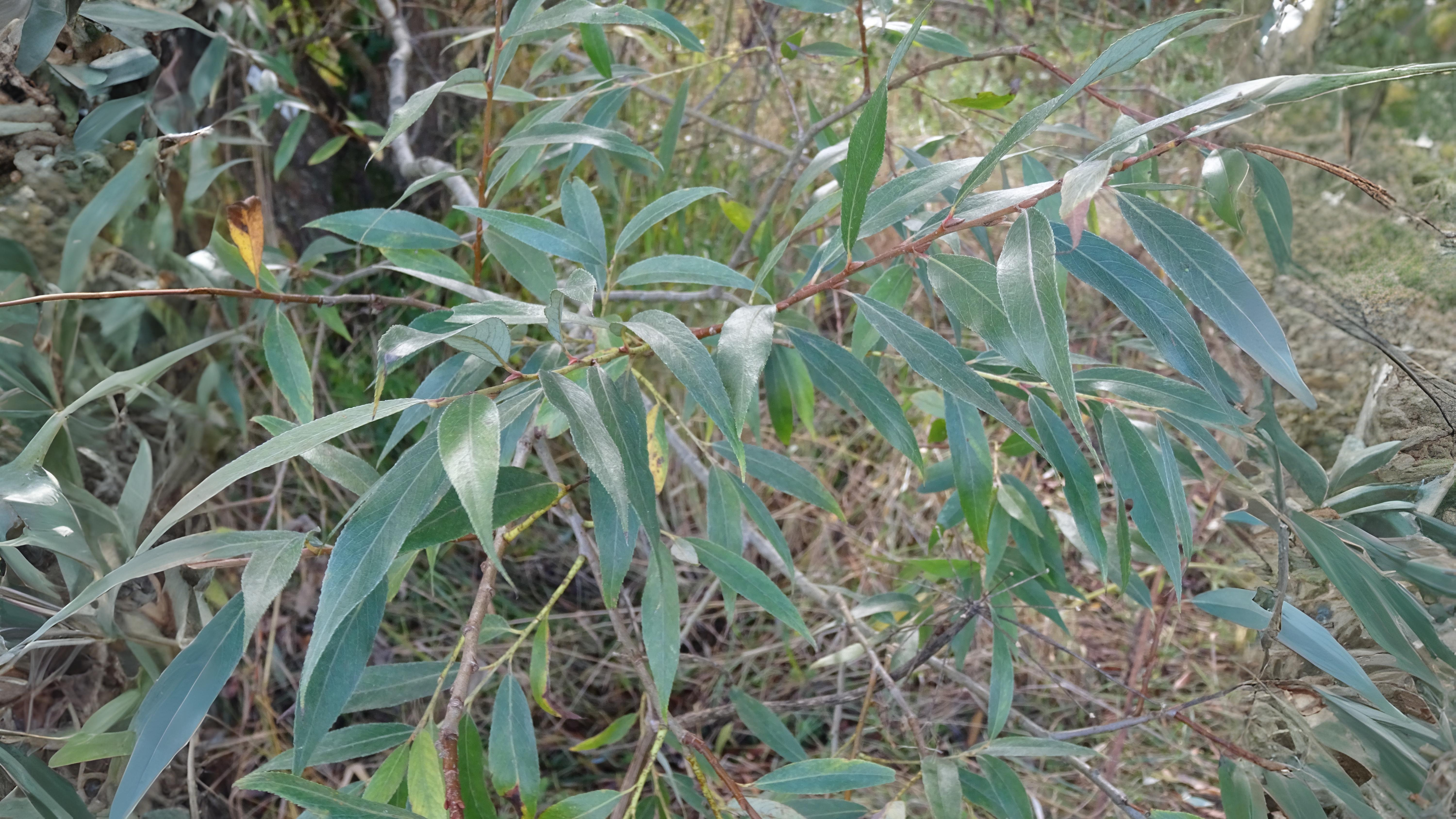 18-June Willows, Poplars & Rare Giants Section Image