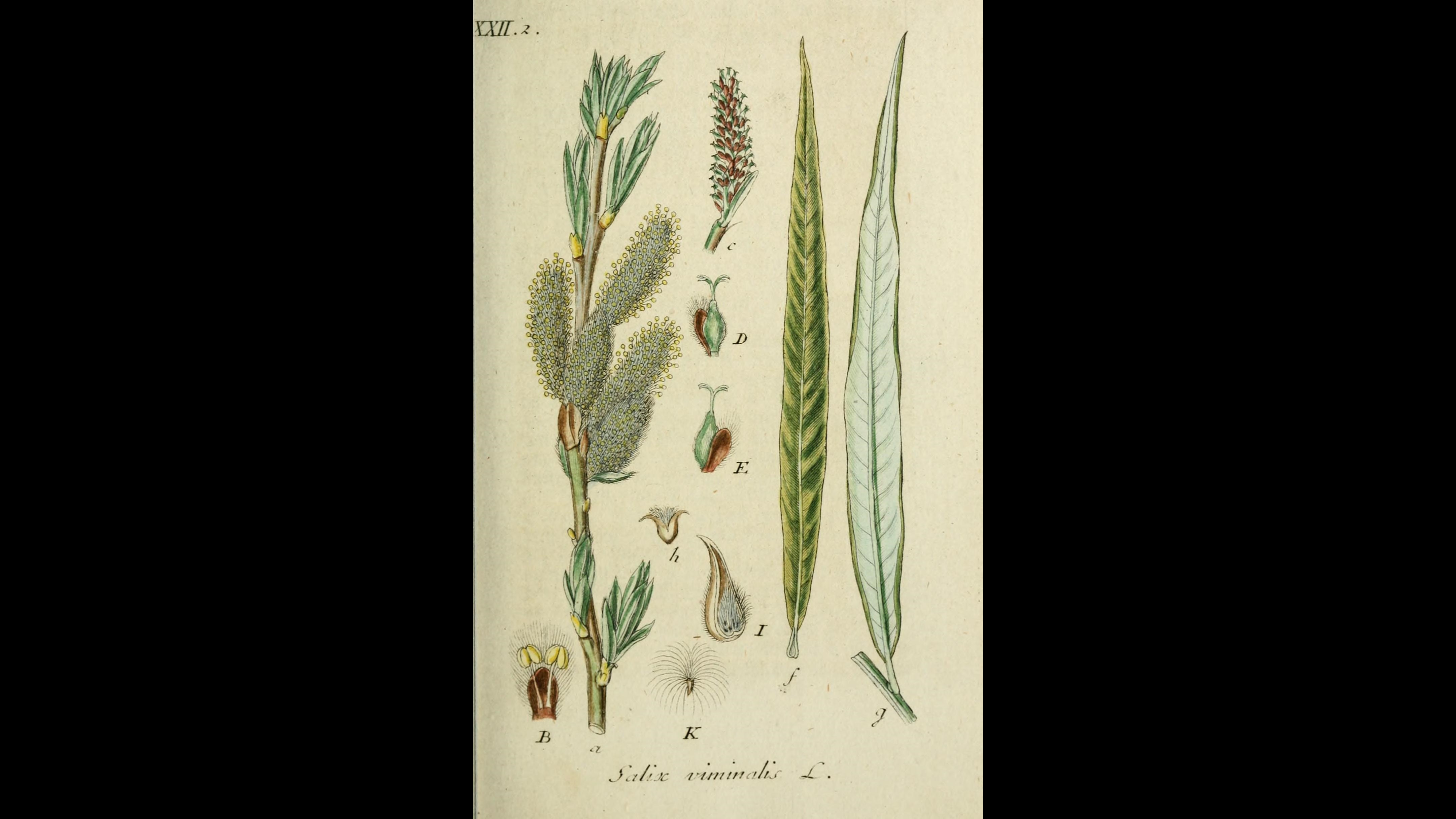 18-June Willows, Poplars & Rare Giants Section Image