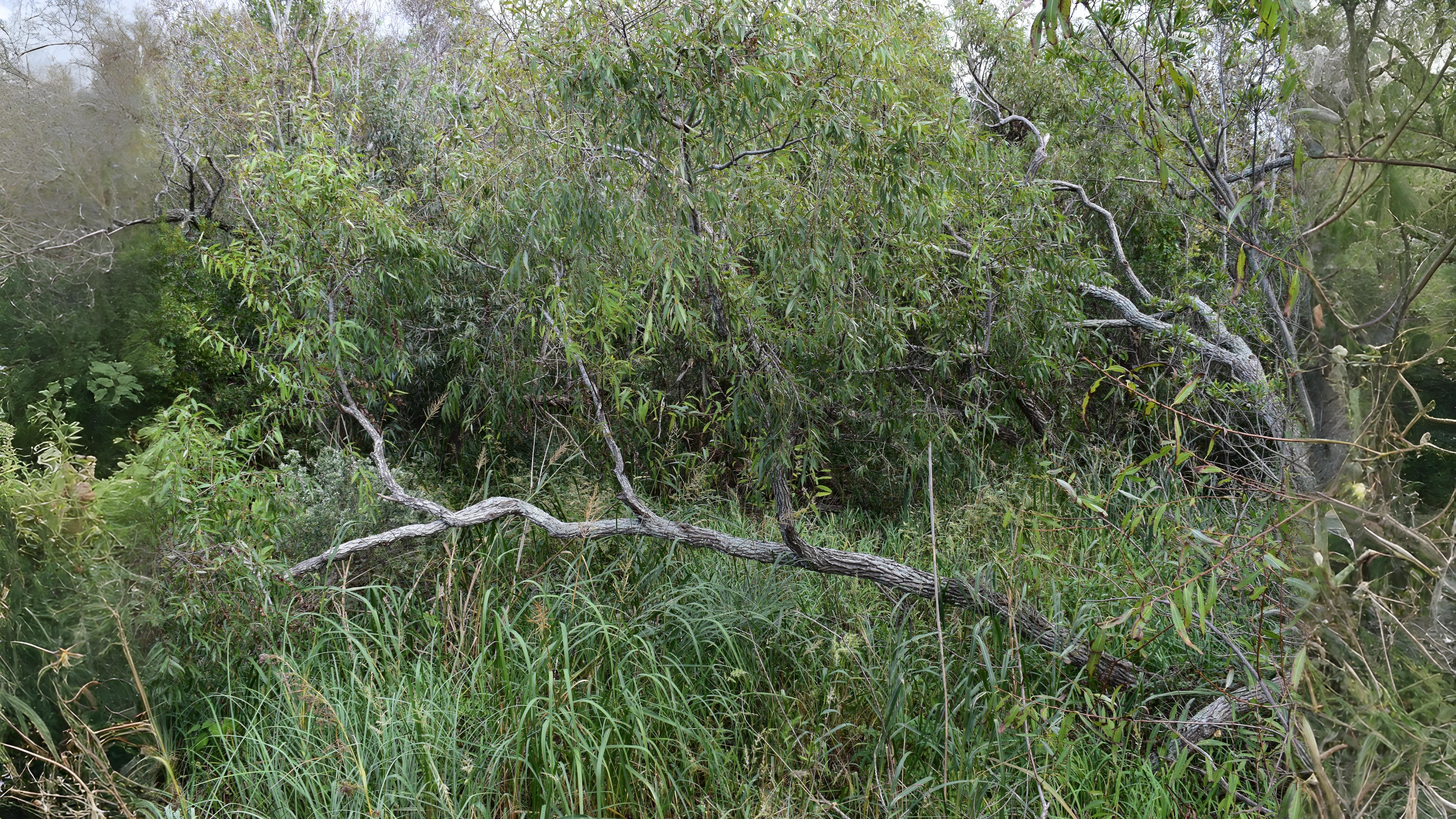 18-June Willows, Poplars & Rare Giants Section Image