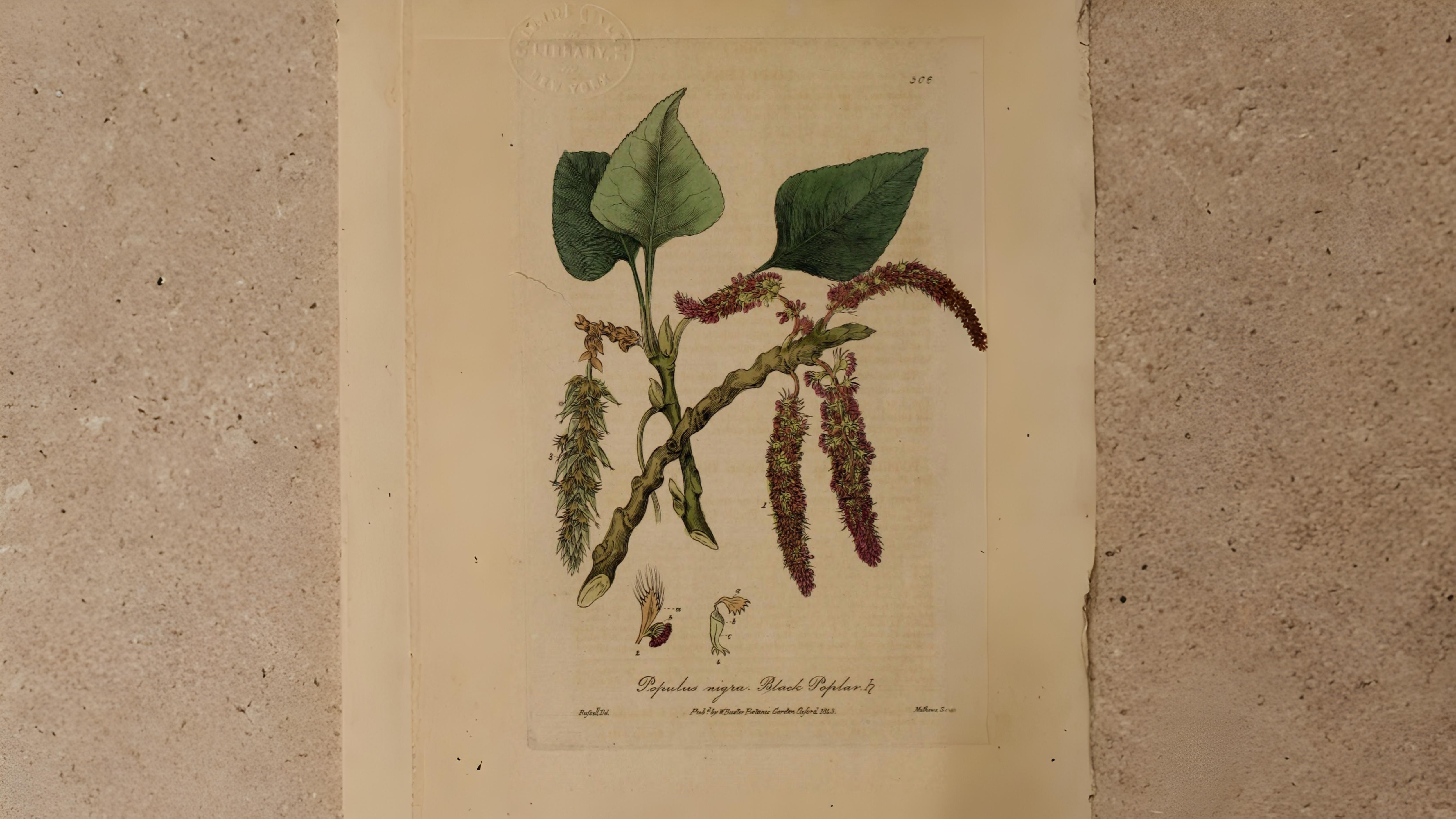 18-June Willows, Poplars & Rare Giants Section Image