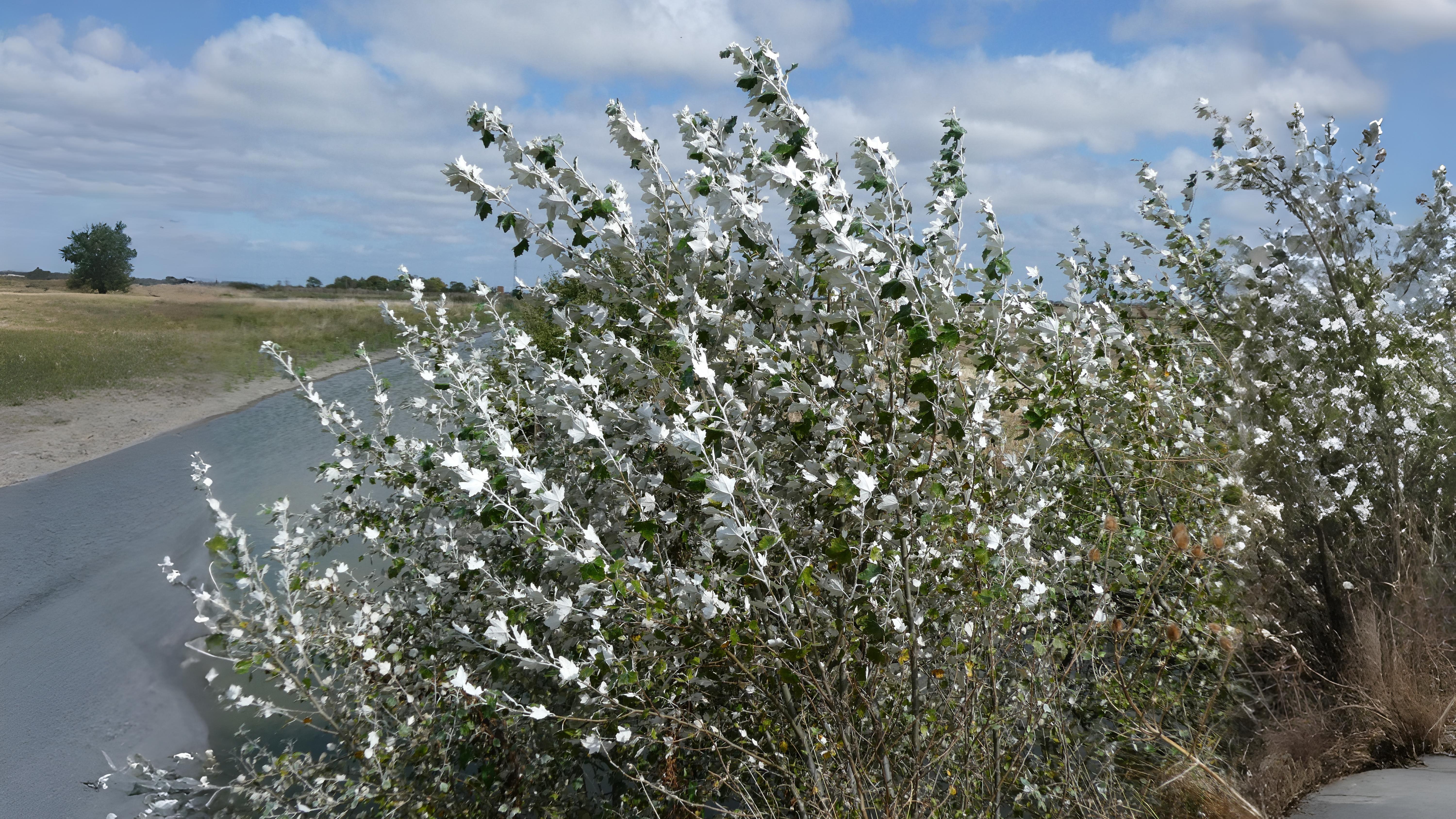 18-June Willows, Poplars & Rare Giants Section Image