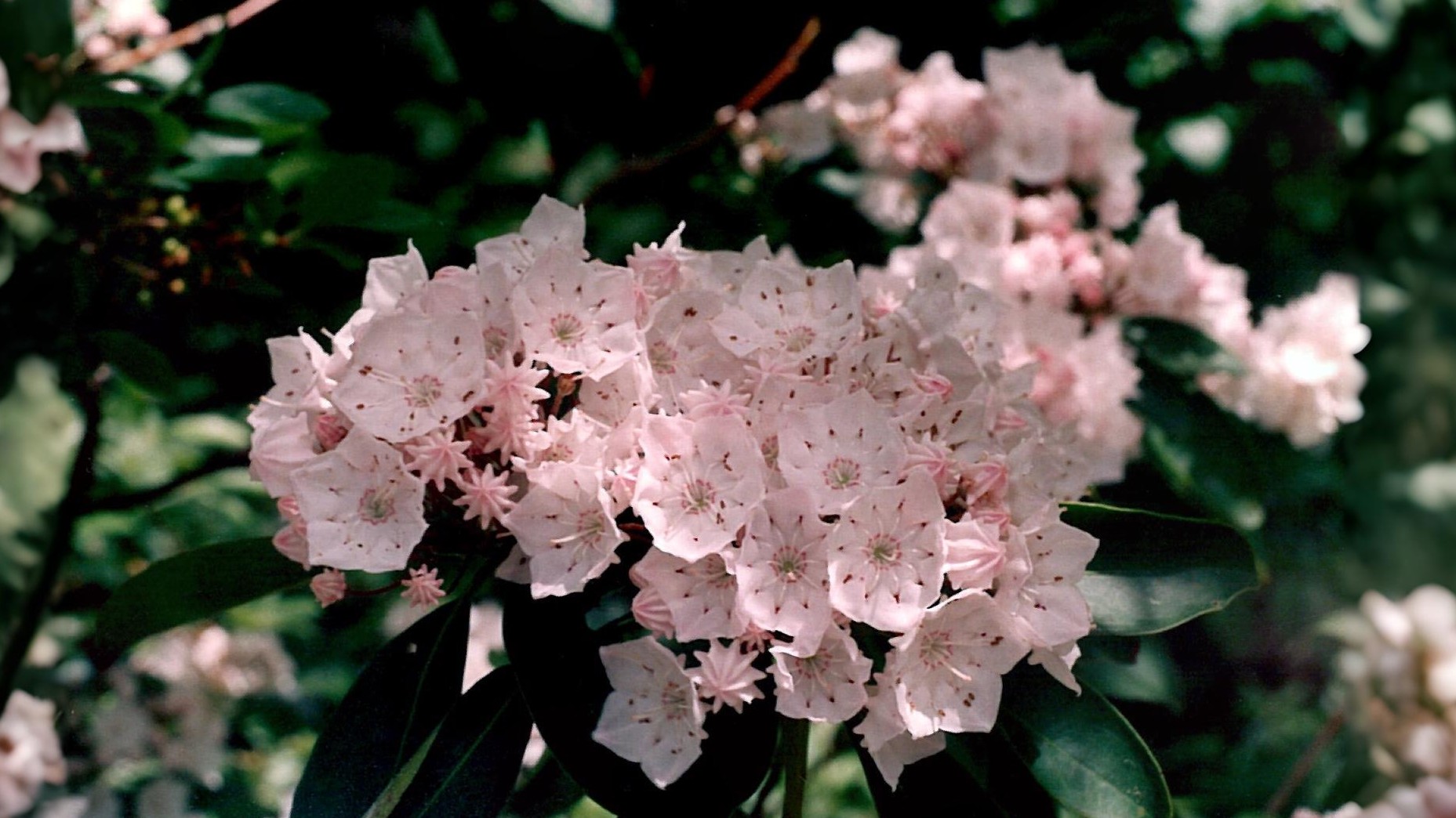 19-June London’s Rebellious Shrubs Section Image