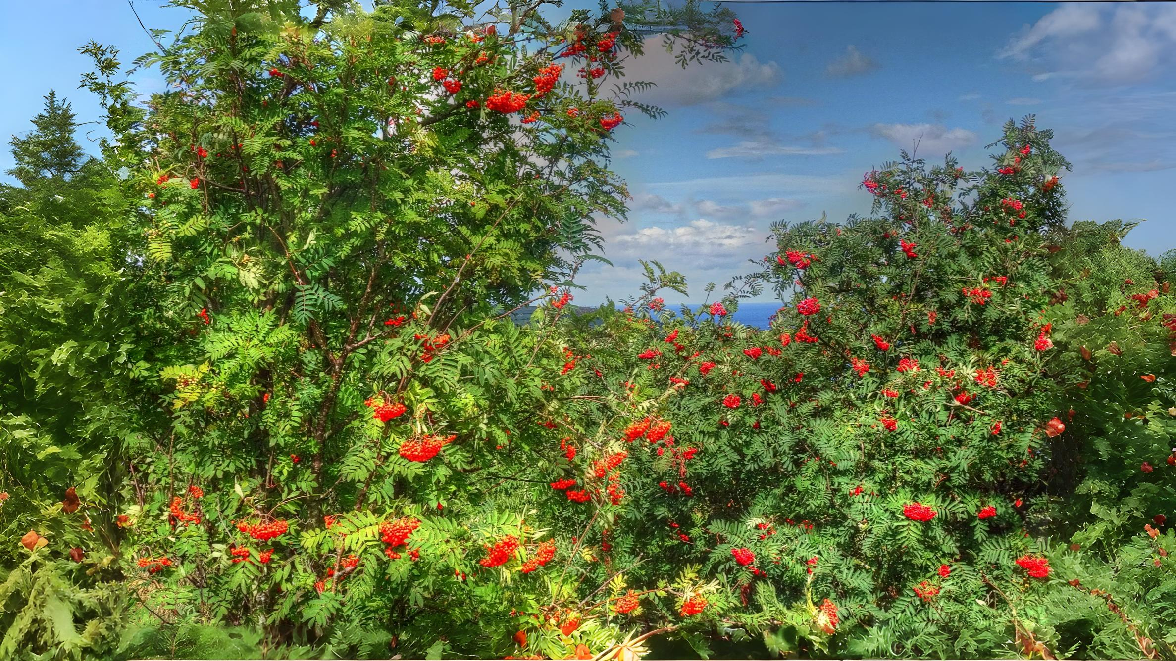 19-June London’s Rebellious Shrubs Section Image