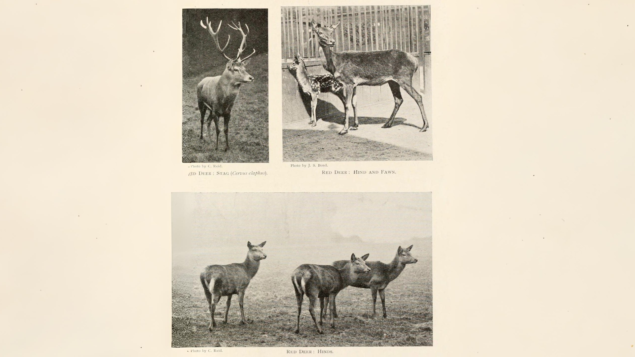 20-June Wild Families of London Section Image