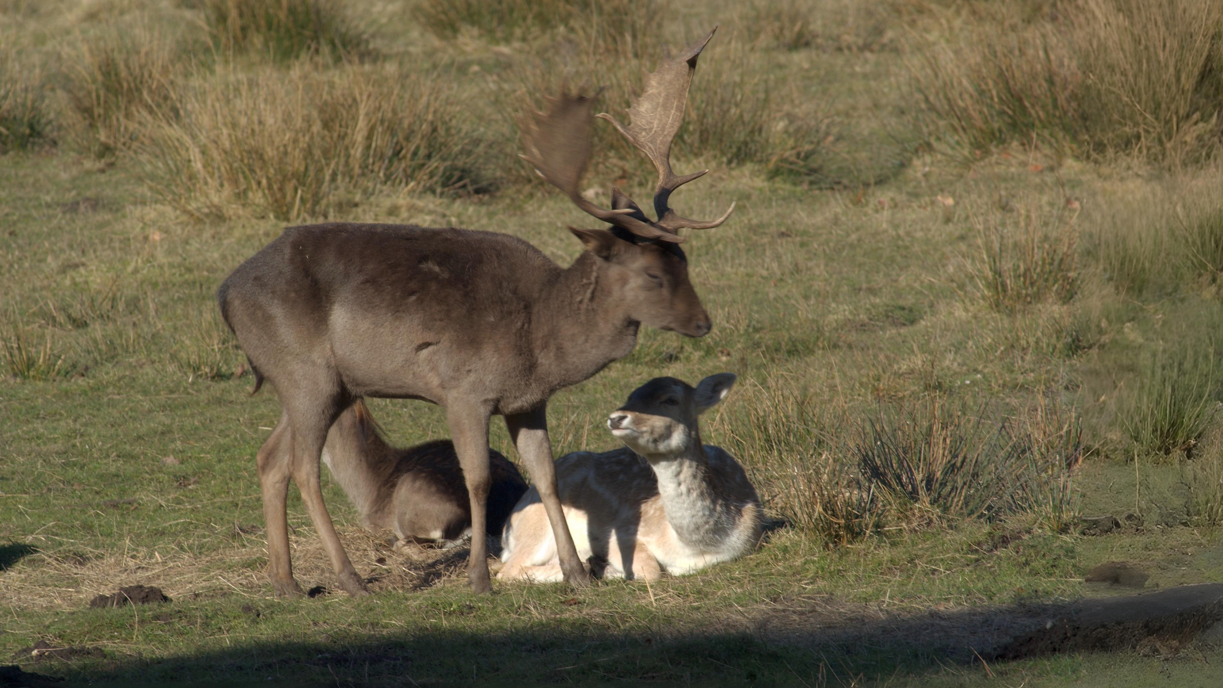 20-June Wild Families of London Section Image