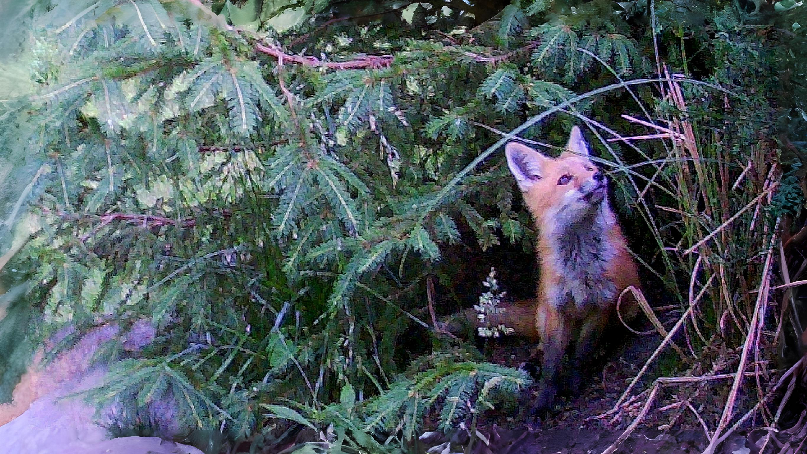 20-June Wild Families of London Section Image