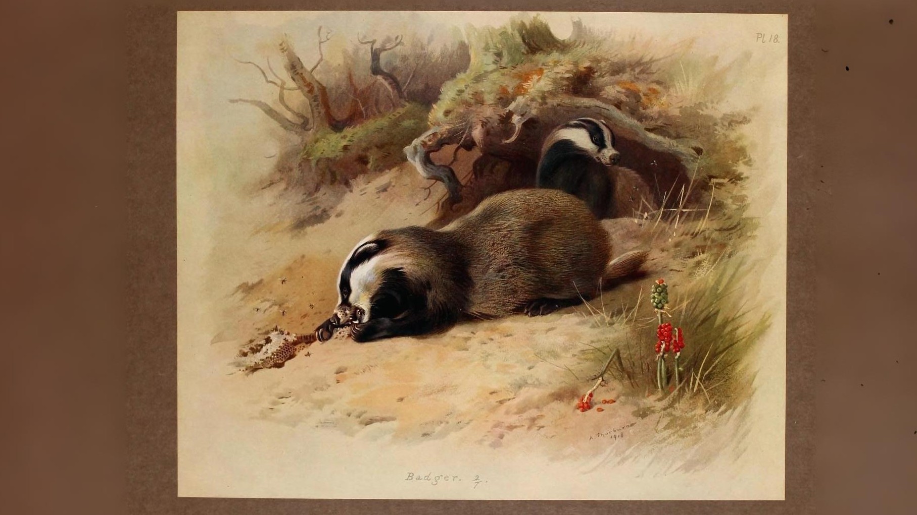 20-June Wild Families of London Section Image