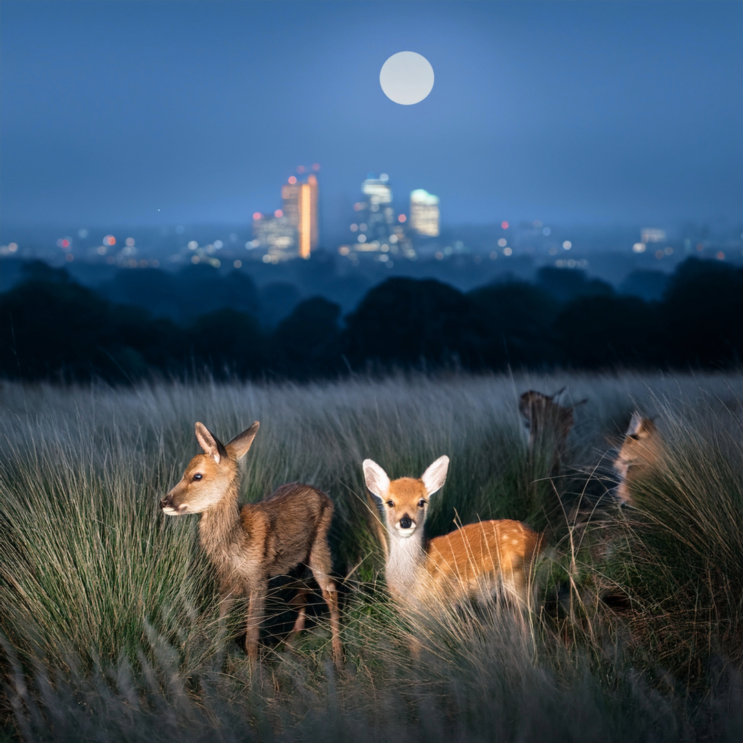 20-June Wild Families of London