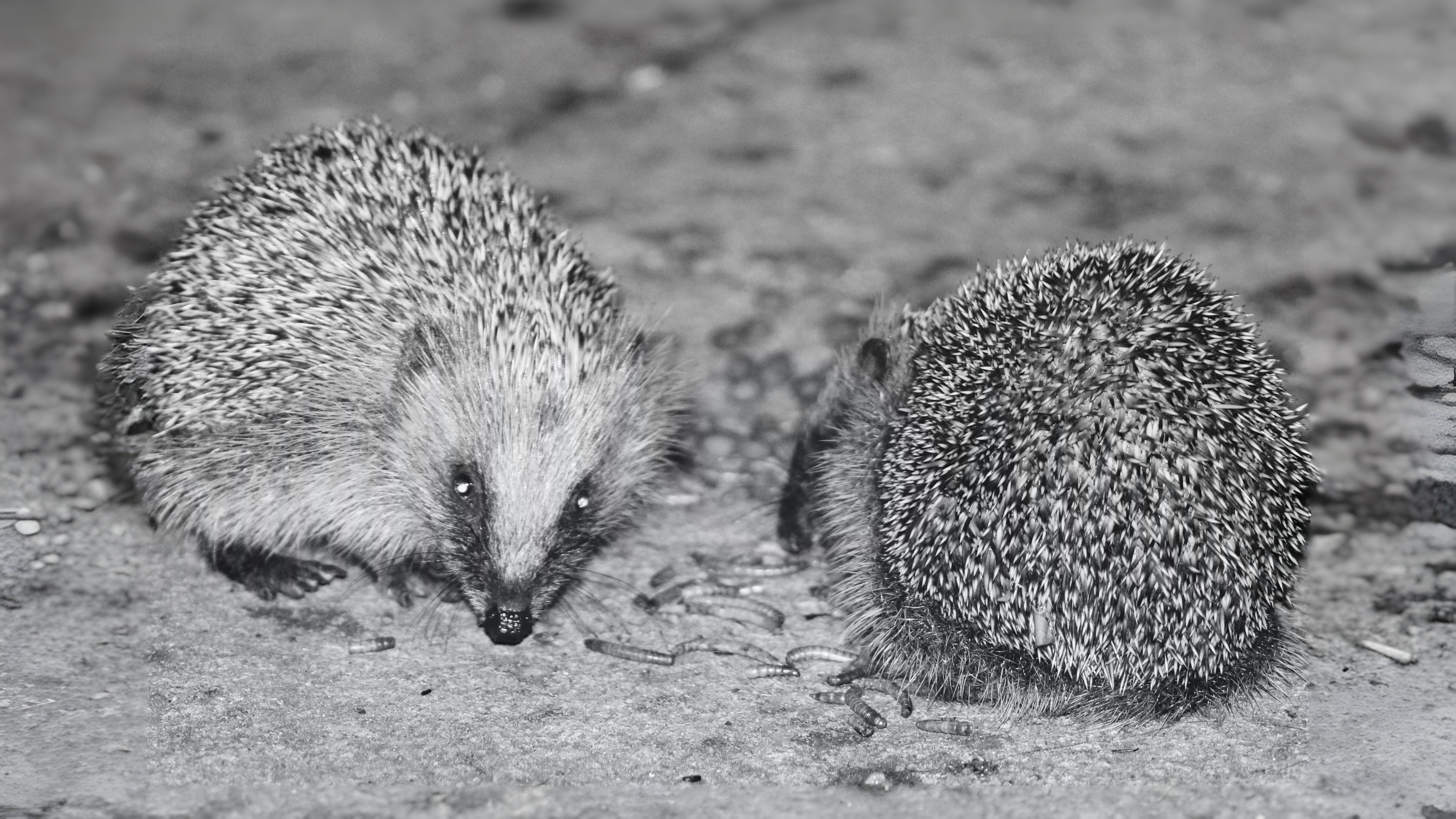 21-June London’s Solstice Wildlife Section Image