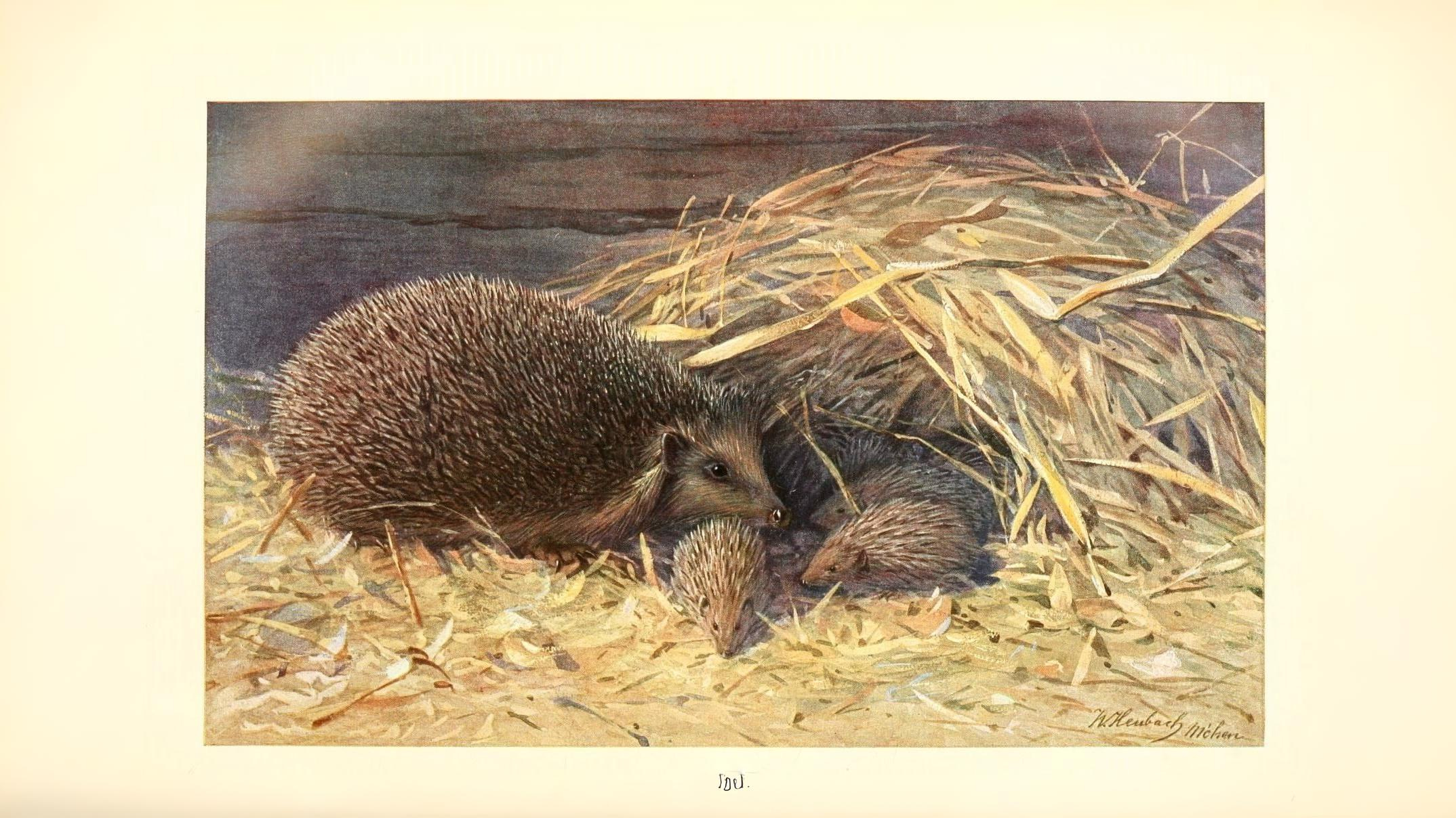 21-June London’s Solstice Wildlife Section Image