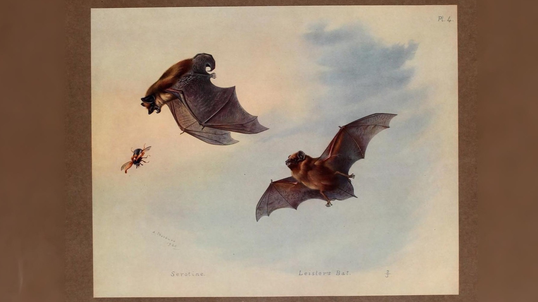 22-June Bats, Adders & Midnight Feeders Section Image