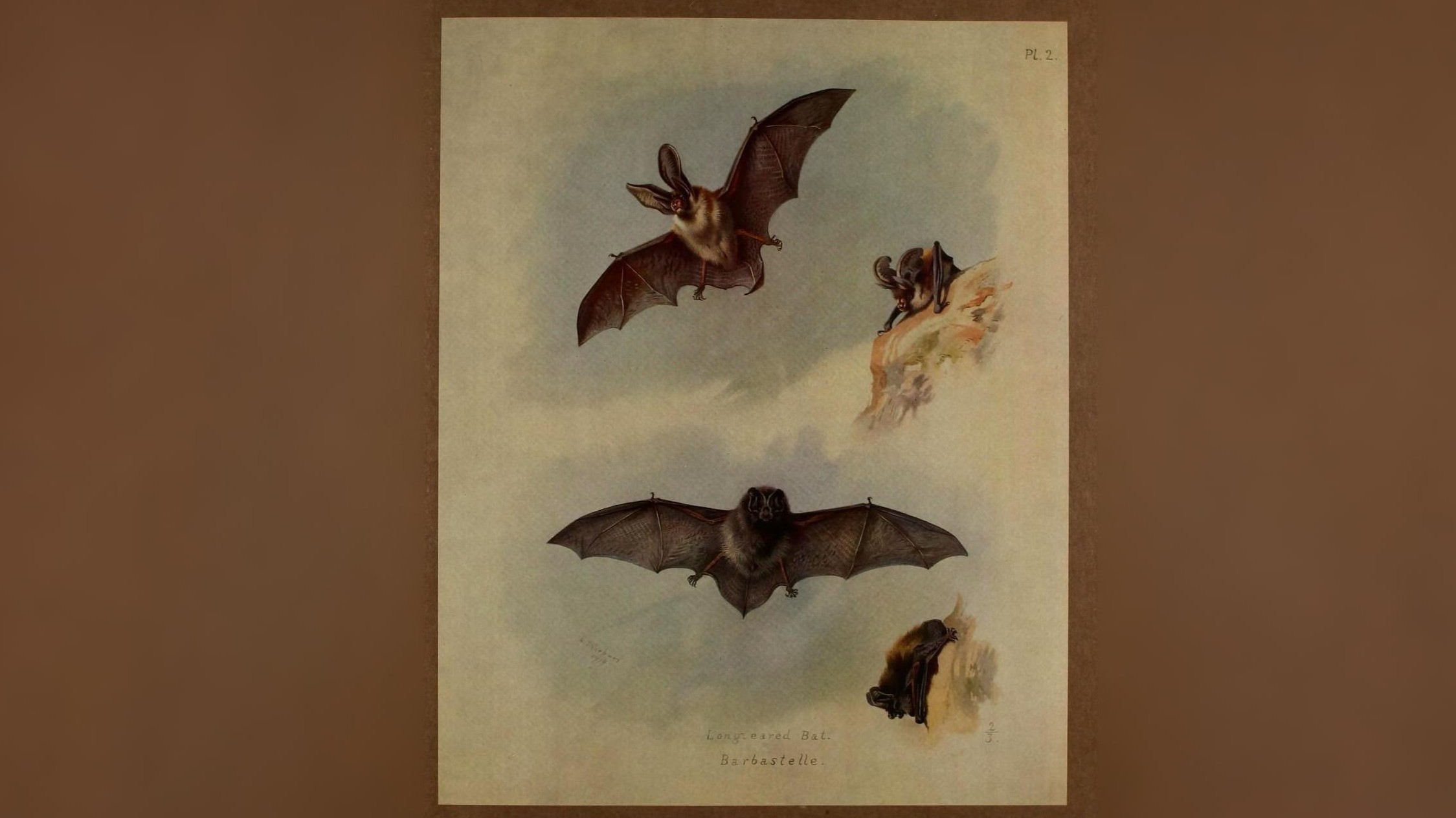 22-June Bats, Adders & Midnight Feeders Section Image