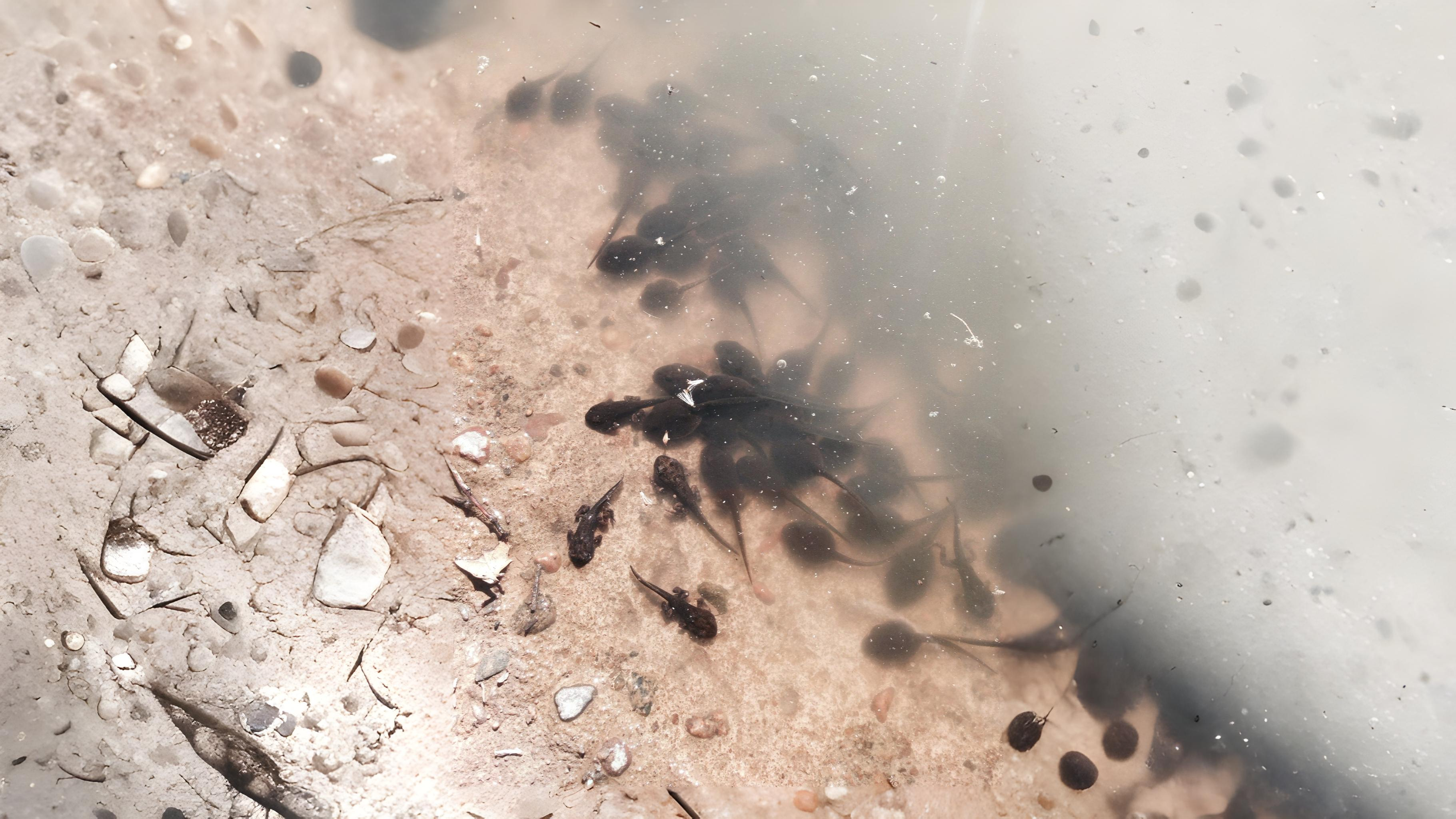 22-June Bats, Adders & Midnight Feeders Section Image