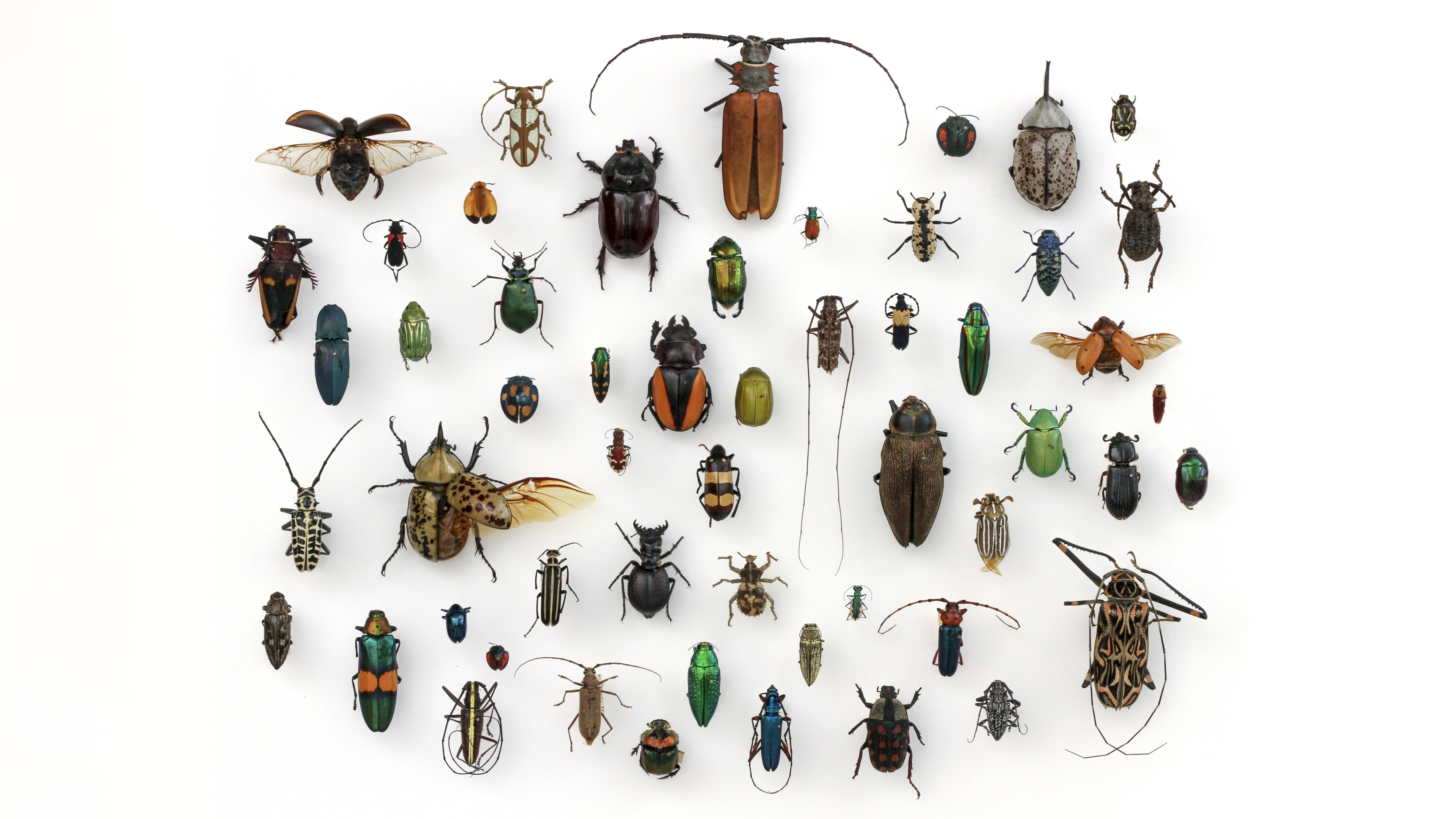 23-June London’s Beetle Bonanza Section Image