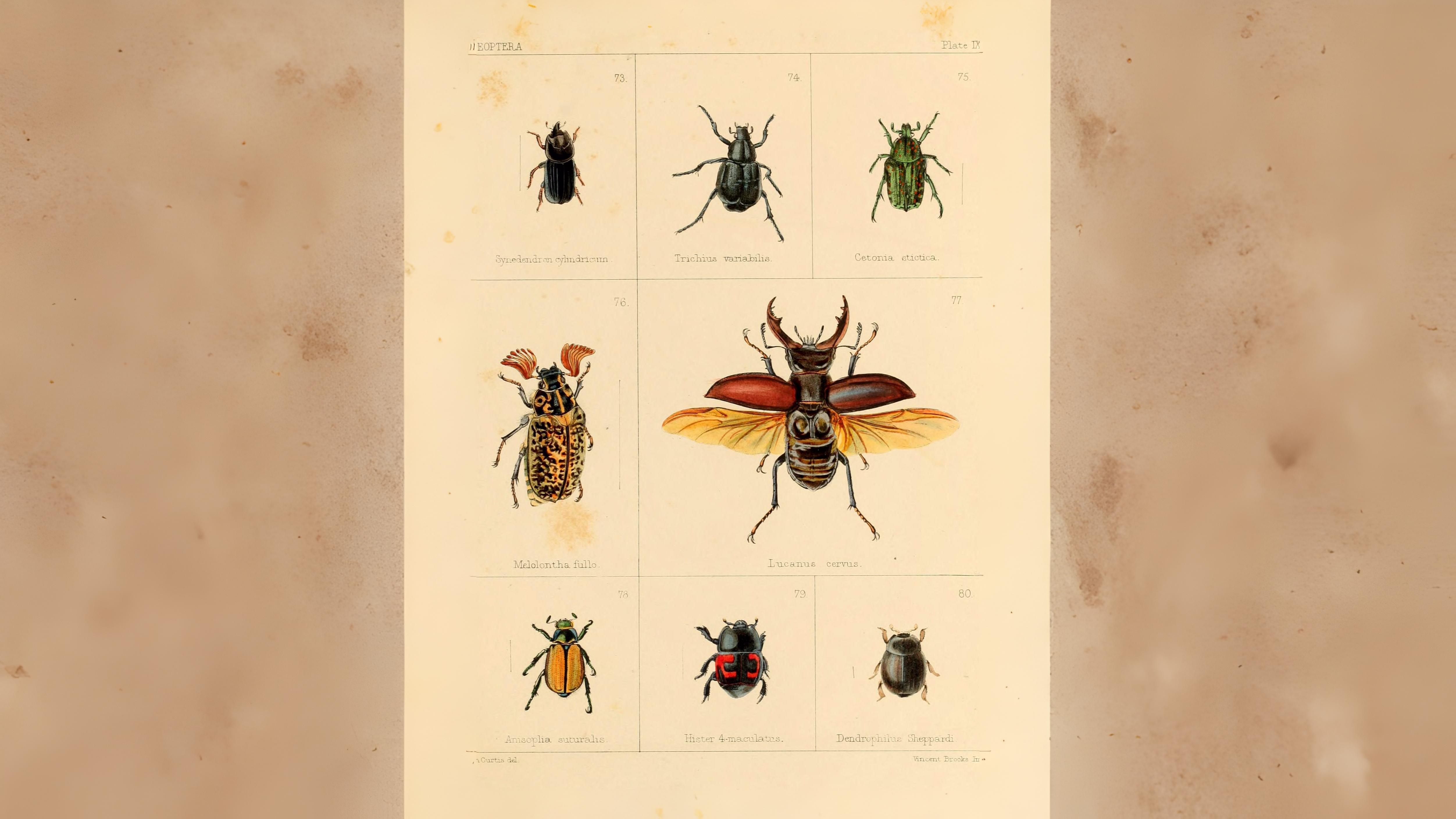 23-June London’s Beetle Bonanza Section Image