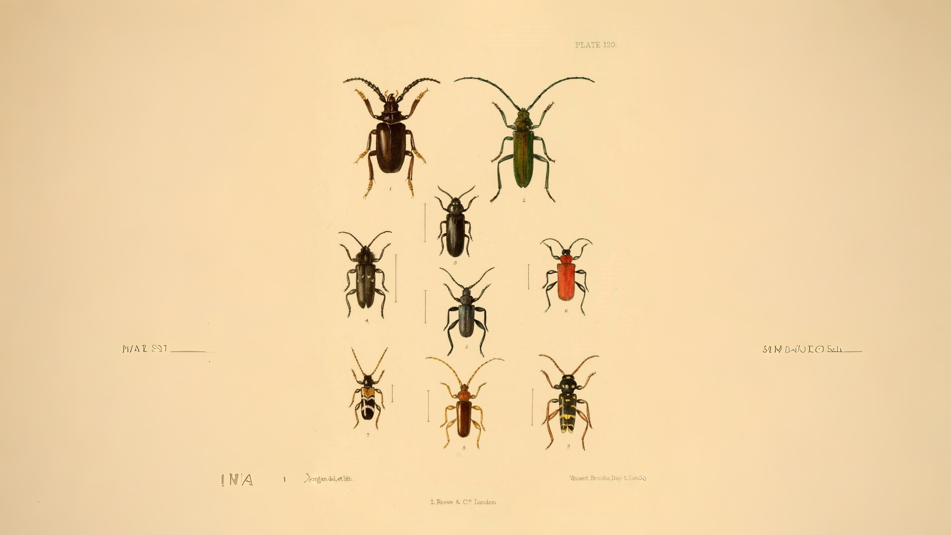 23-June London’s Beetle Bonanza Section Image