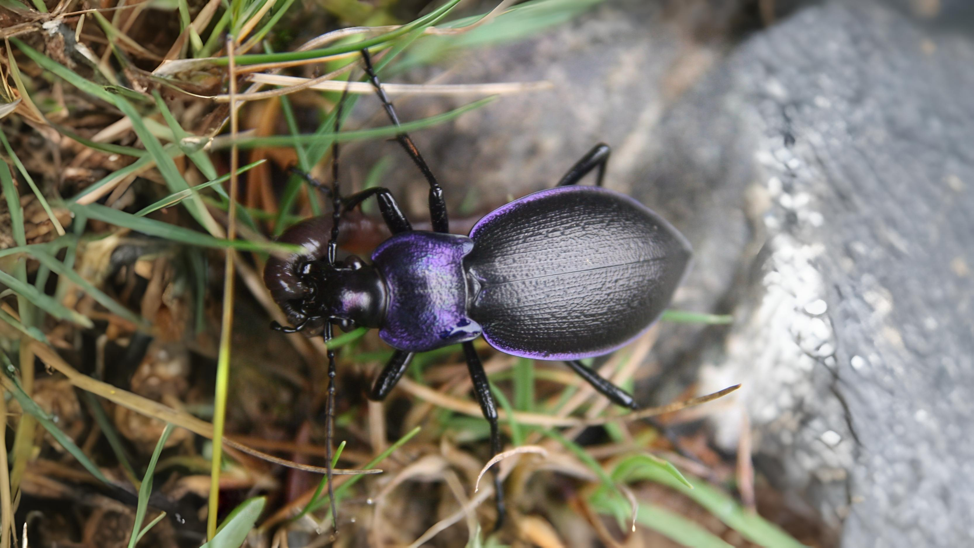 23-June London’s Beetle Bonanza Section Image