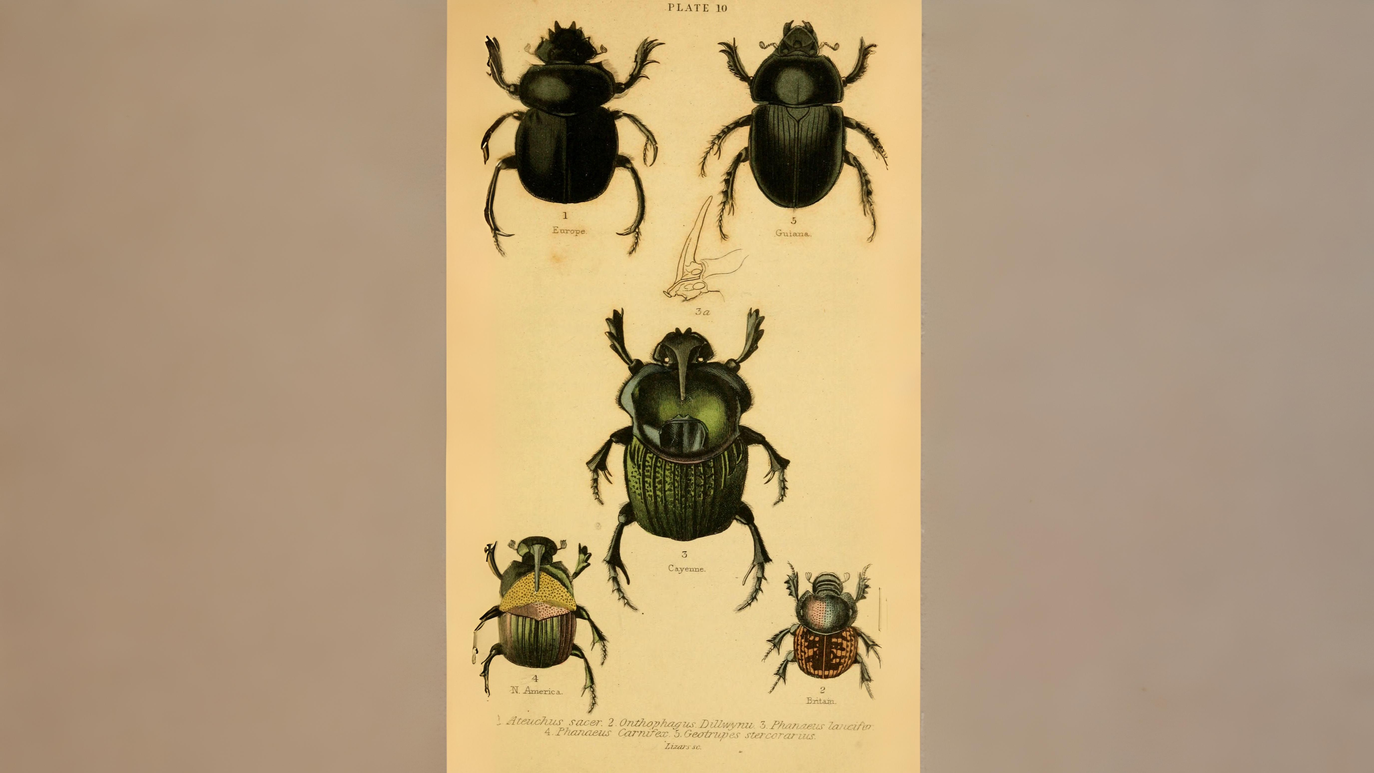 23-June London’s Beetle Bonanza Section Image