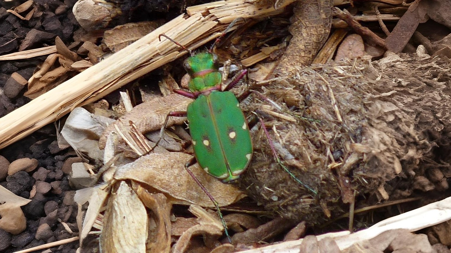 23-June London’s Beetle Bonanza Section Image