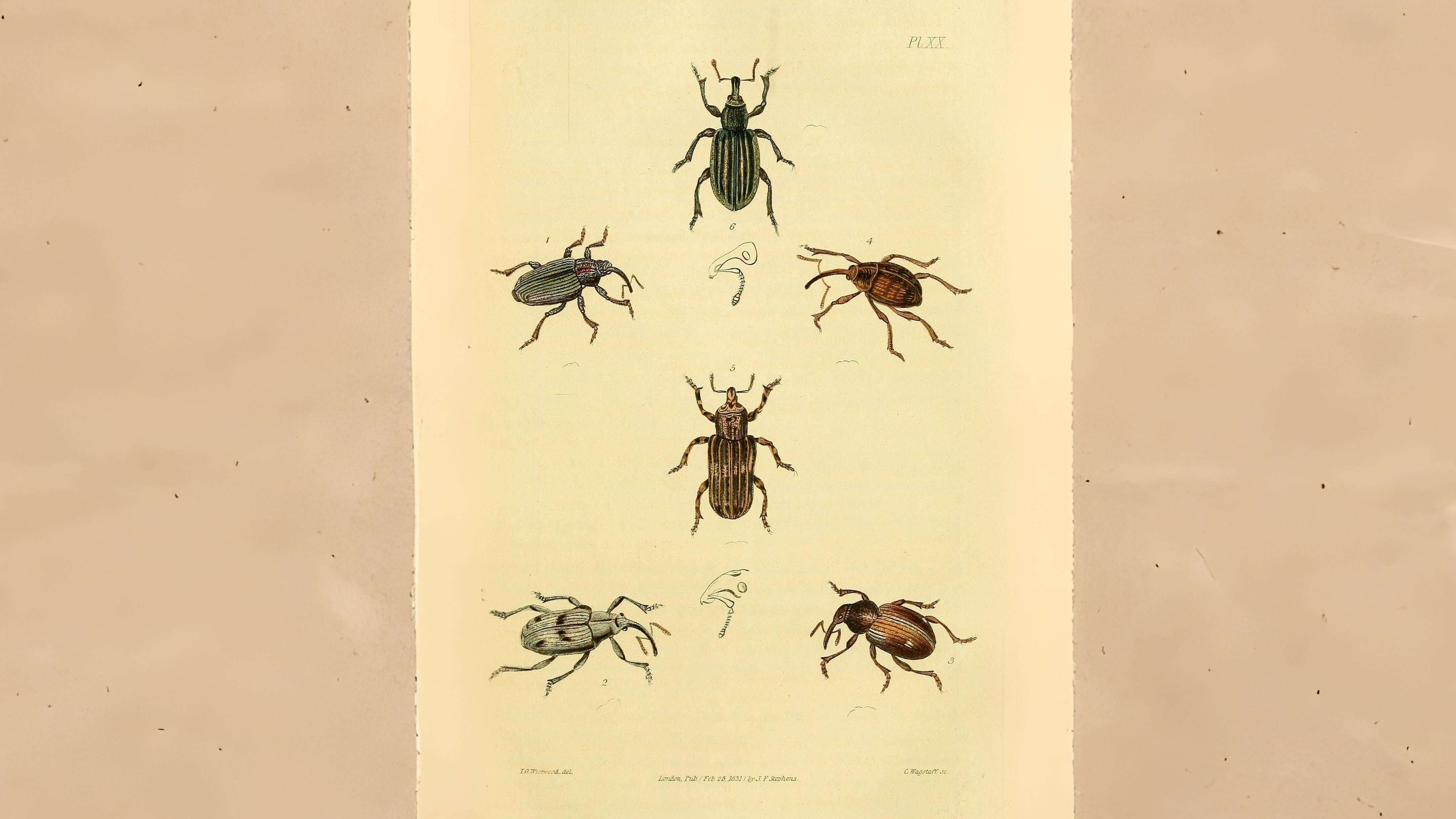 23-June London’s Beetle Bonanza Section Image