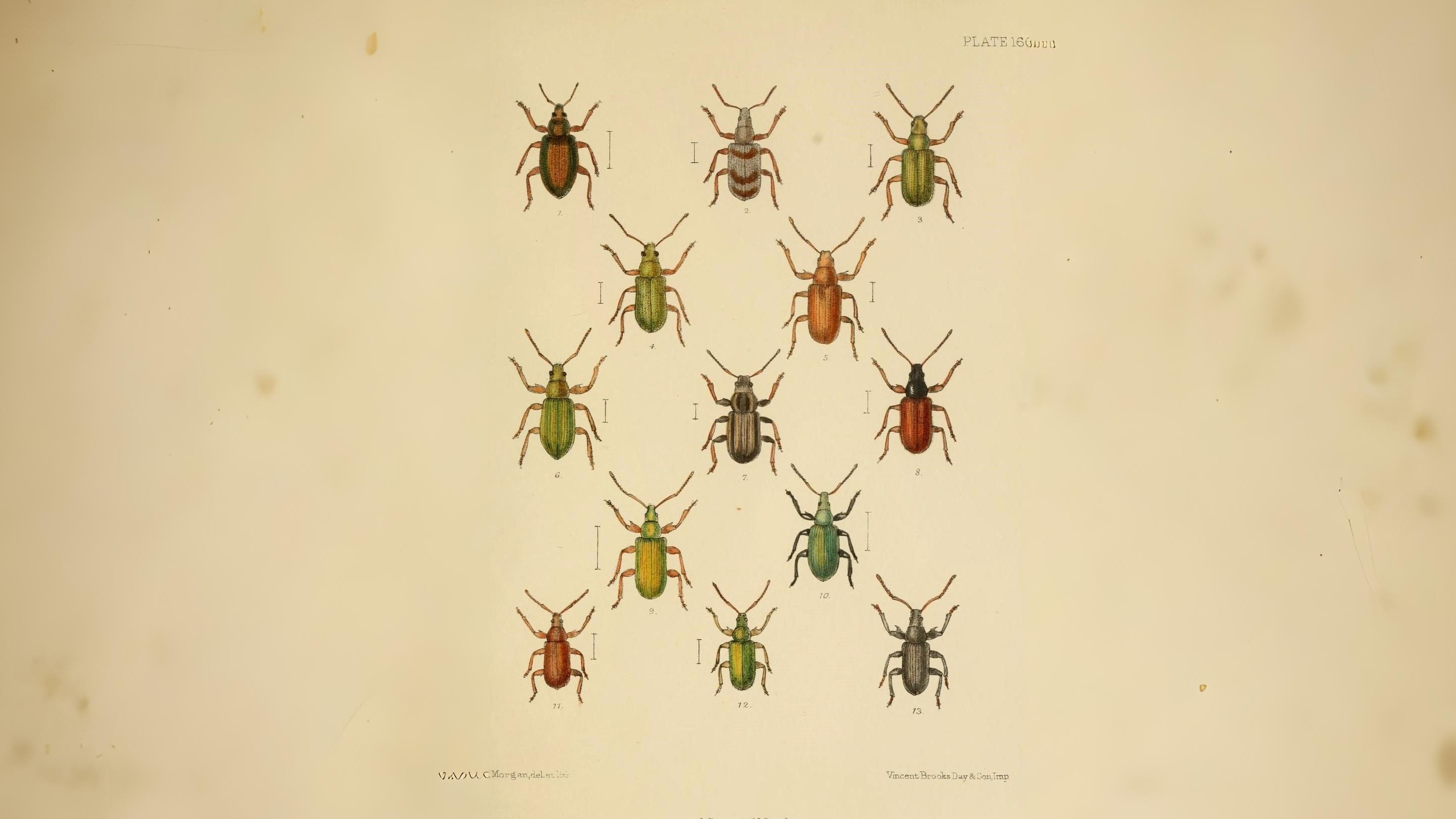 23-June London’s Beetle Bonanza Section Image