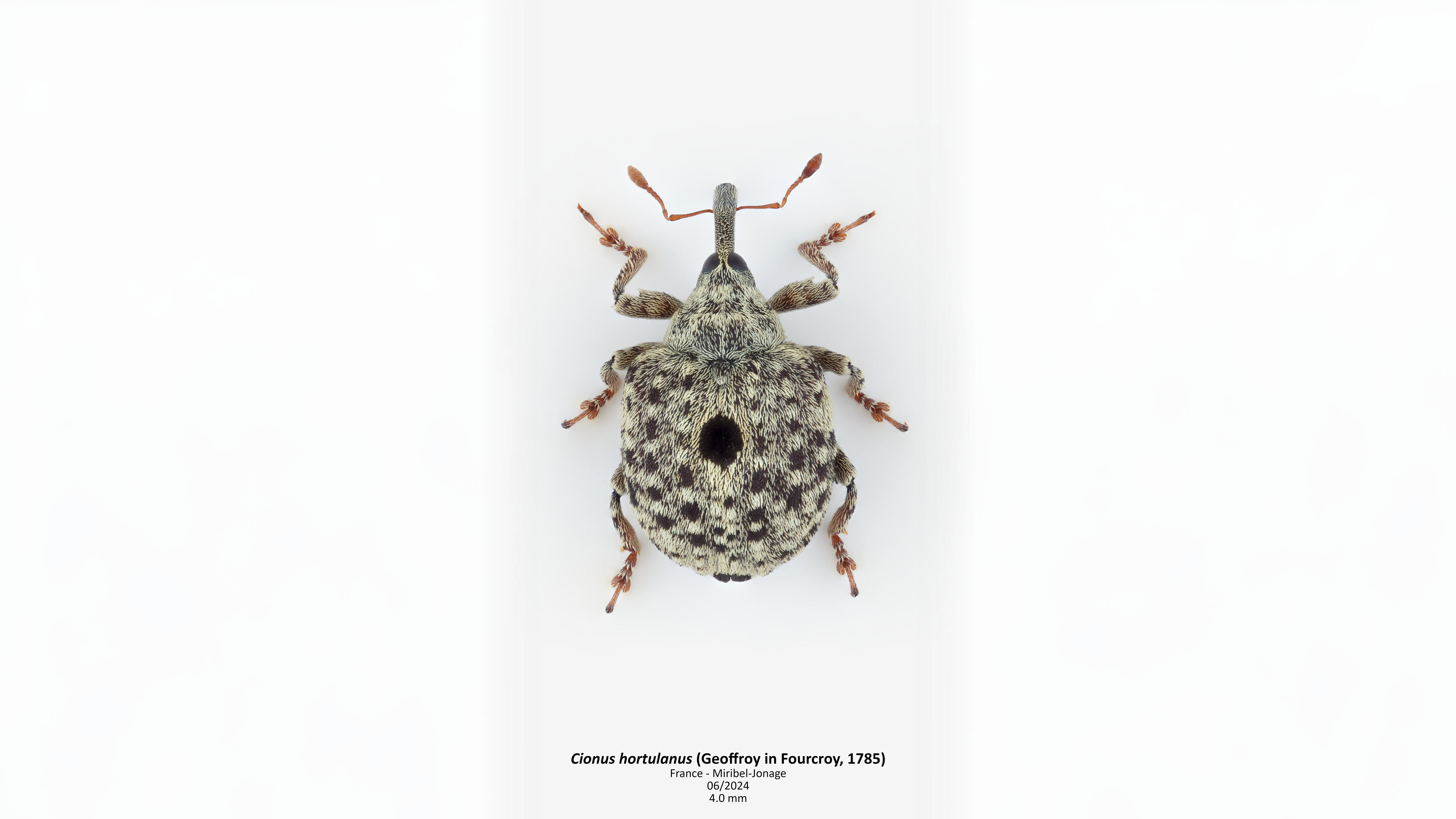 23-June London’s Beetle Bonanza Section Image