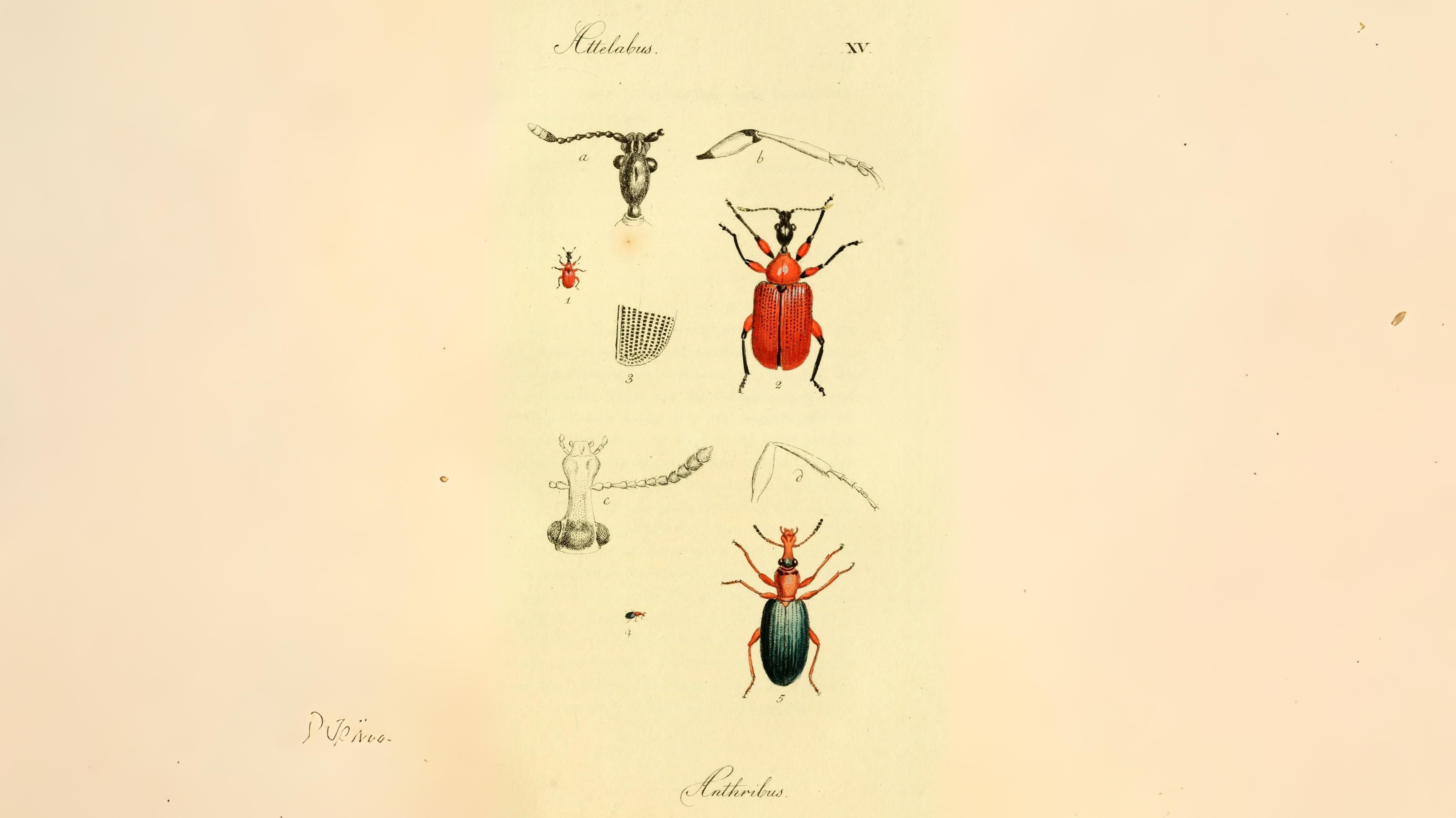 23-June London’s Beetle Bonanza Section Image