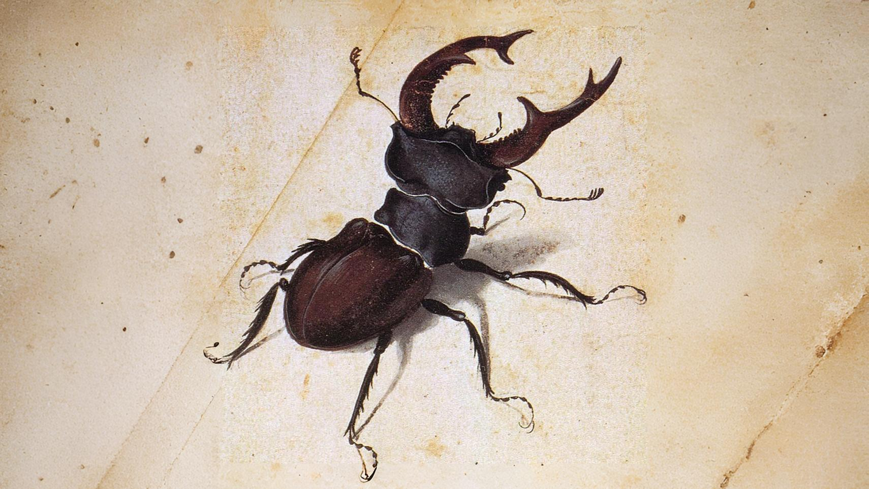 24-June Midsummer Beetles & London Lore Section Image