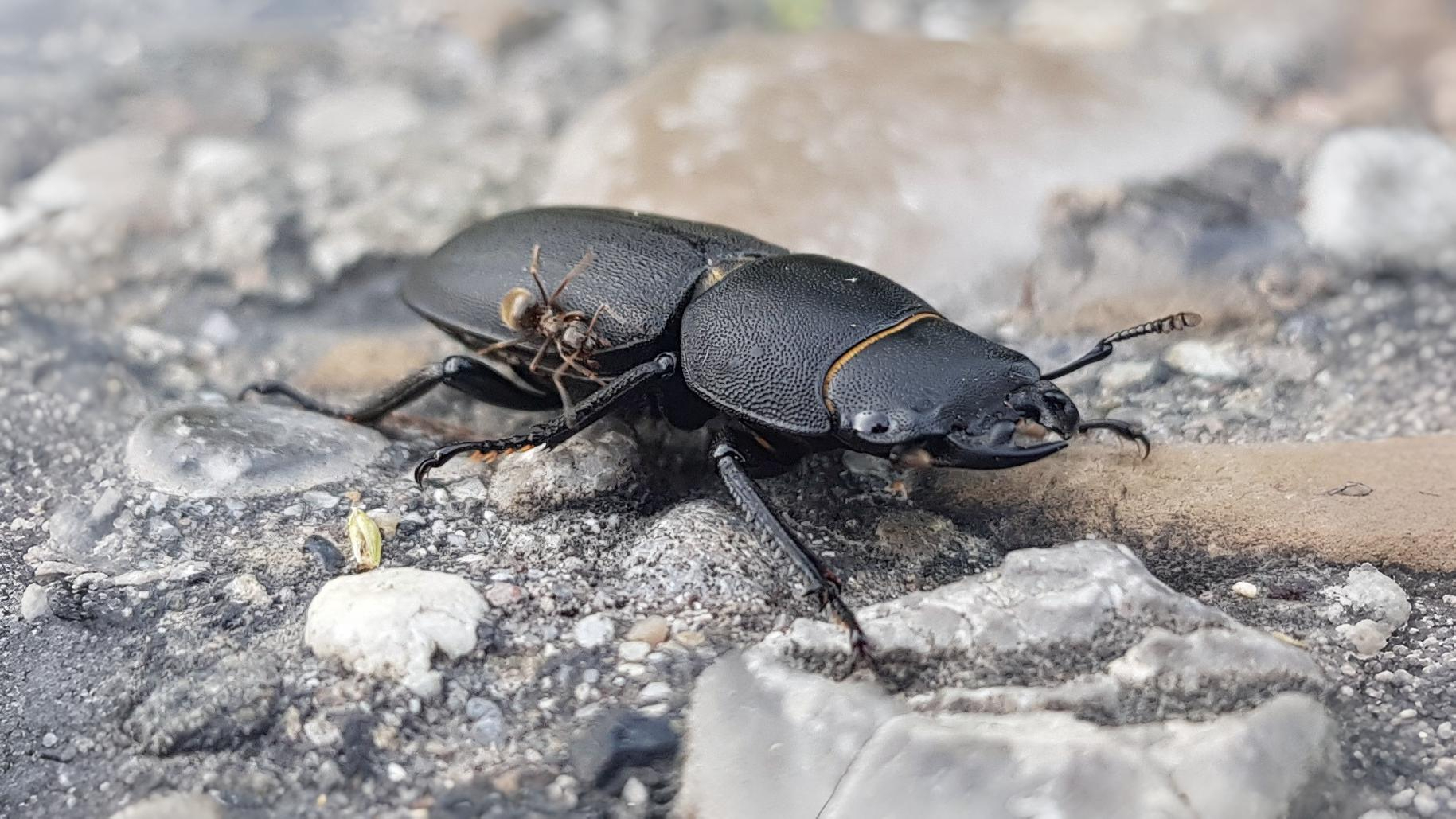 24-June Midsummer Beetles & London Lore Section Image