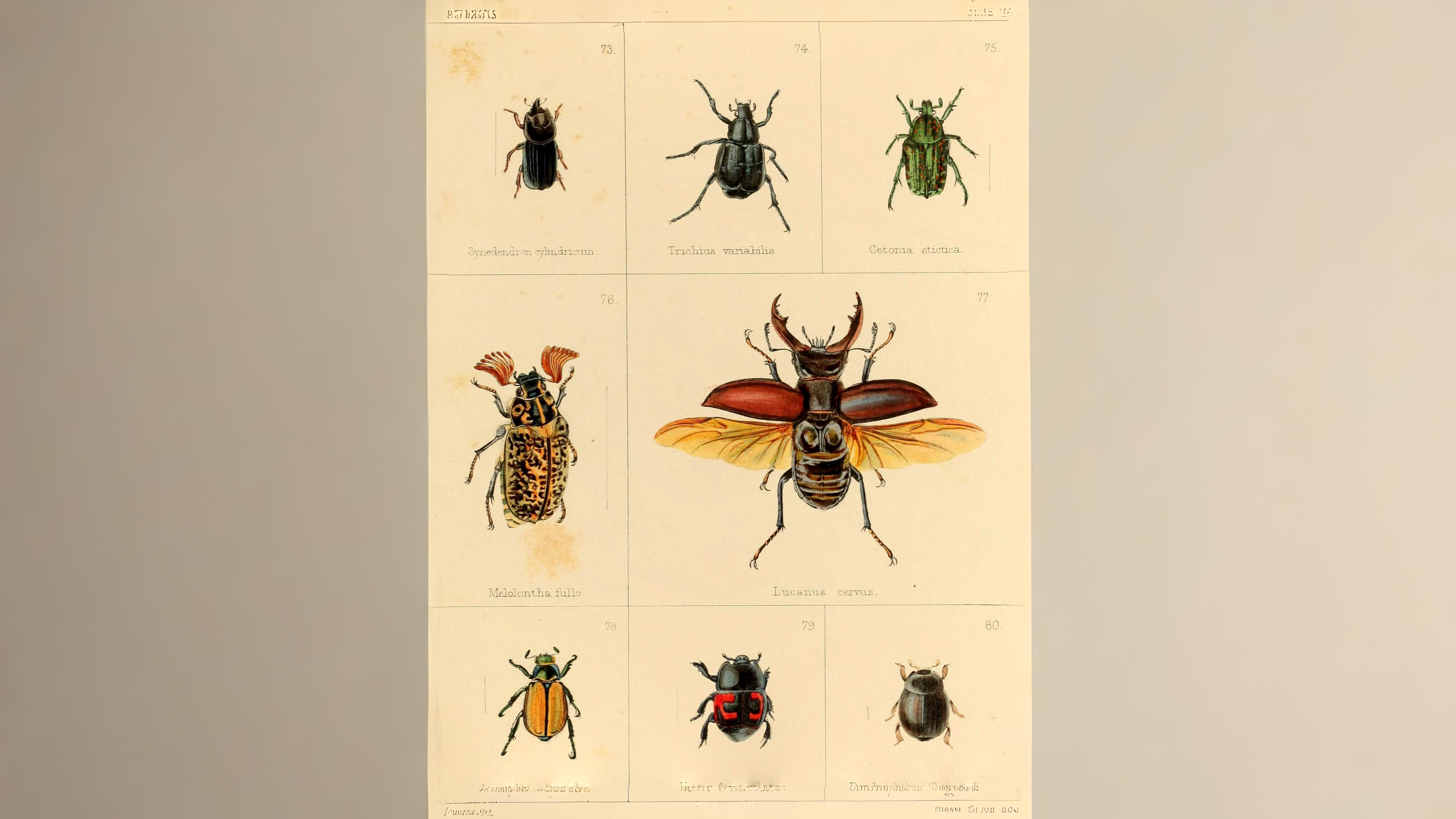 24-June Midsummer Beetles & London Lore Section Image