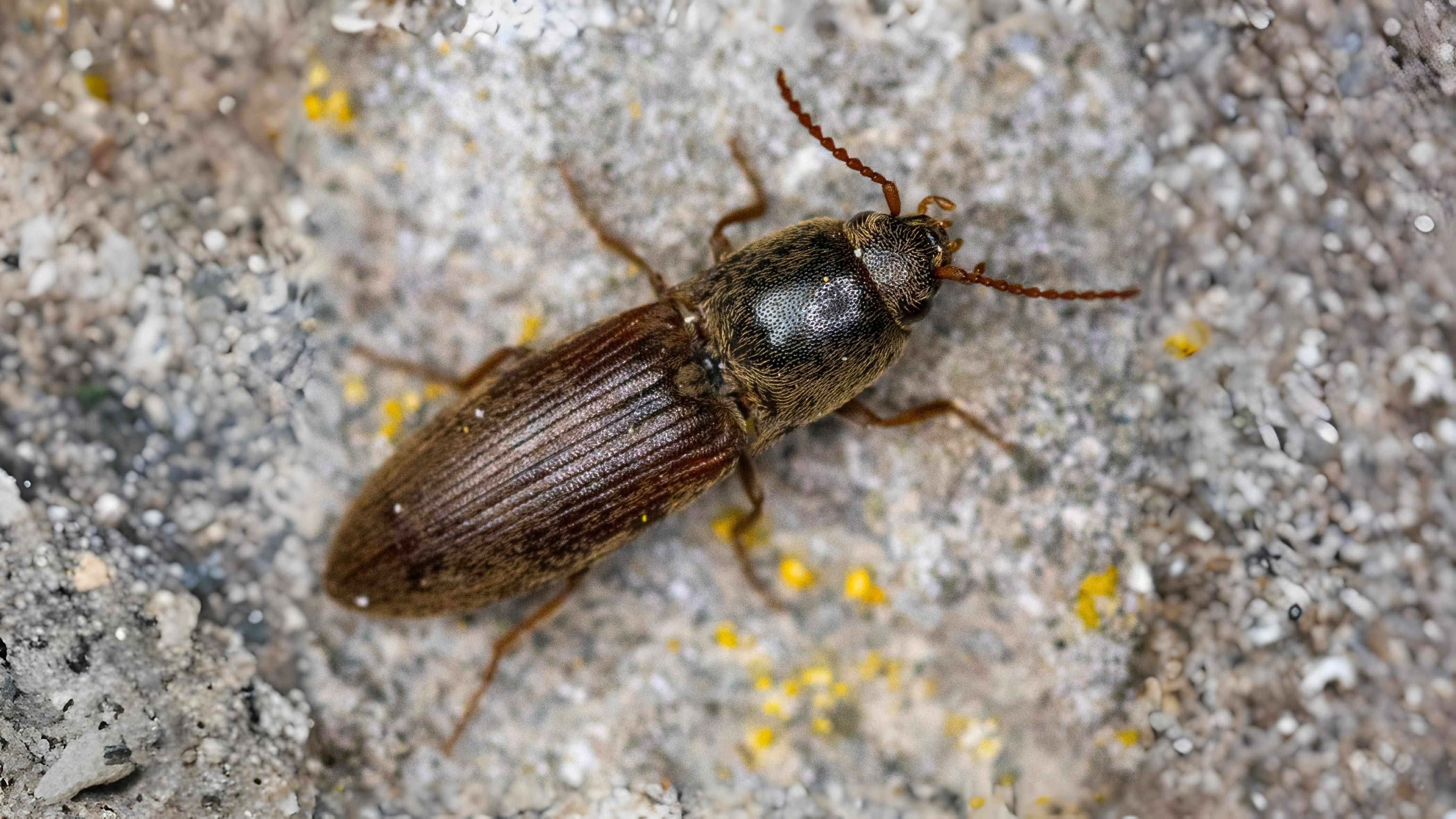 24-June Midsummer Beetles & London Lore Section Image