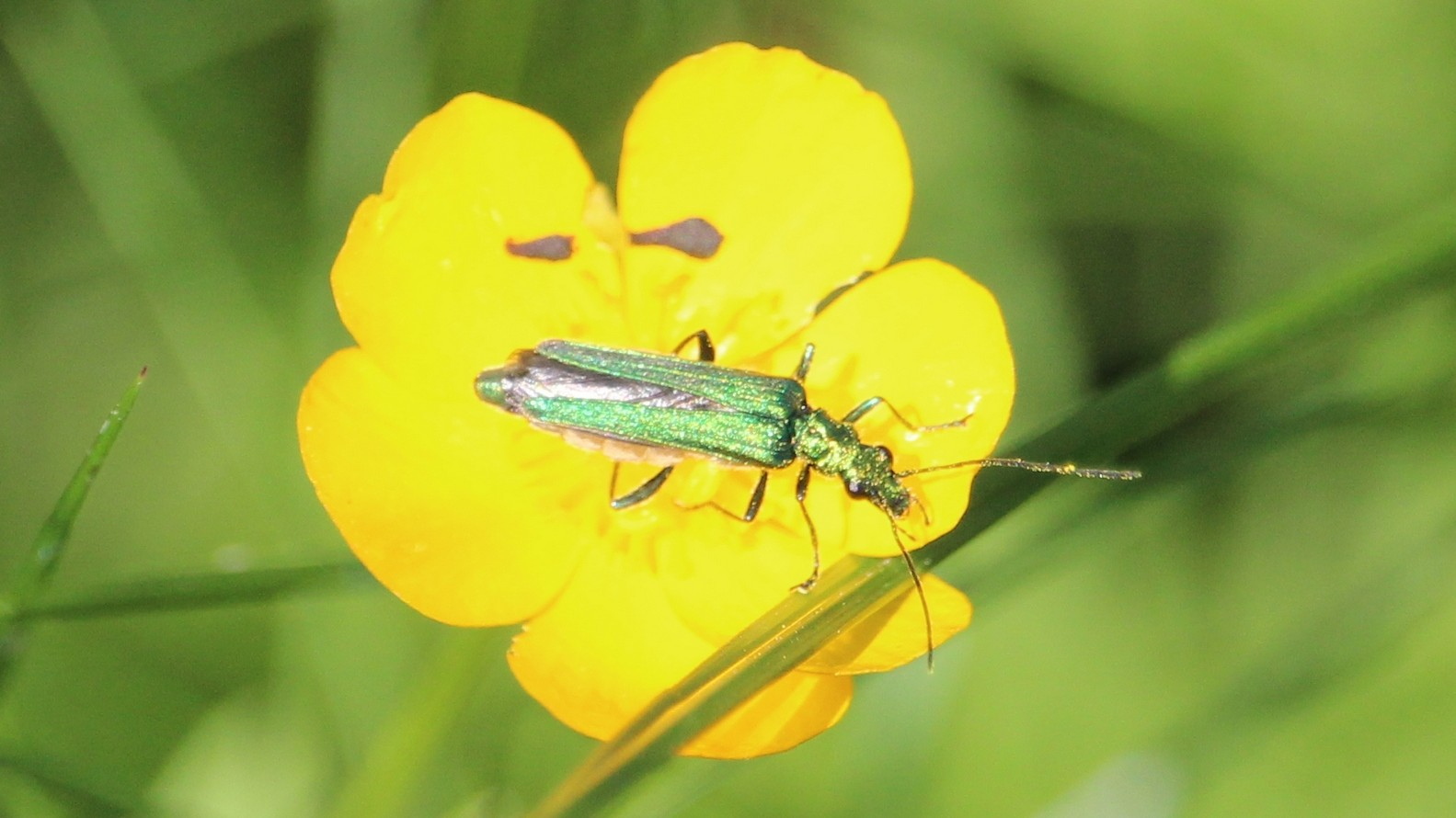 24-June Midsummer Beetles & London Lore Section Image