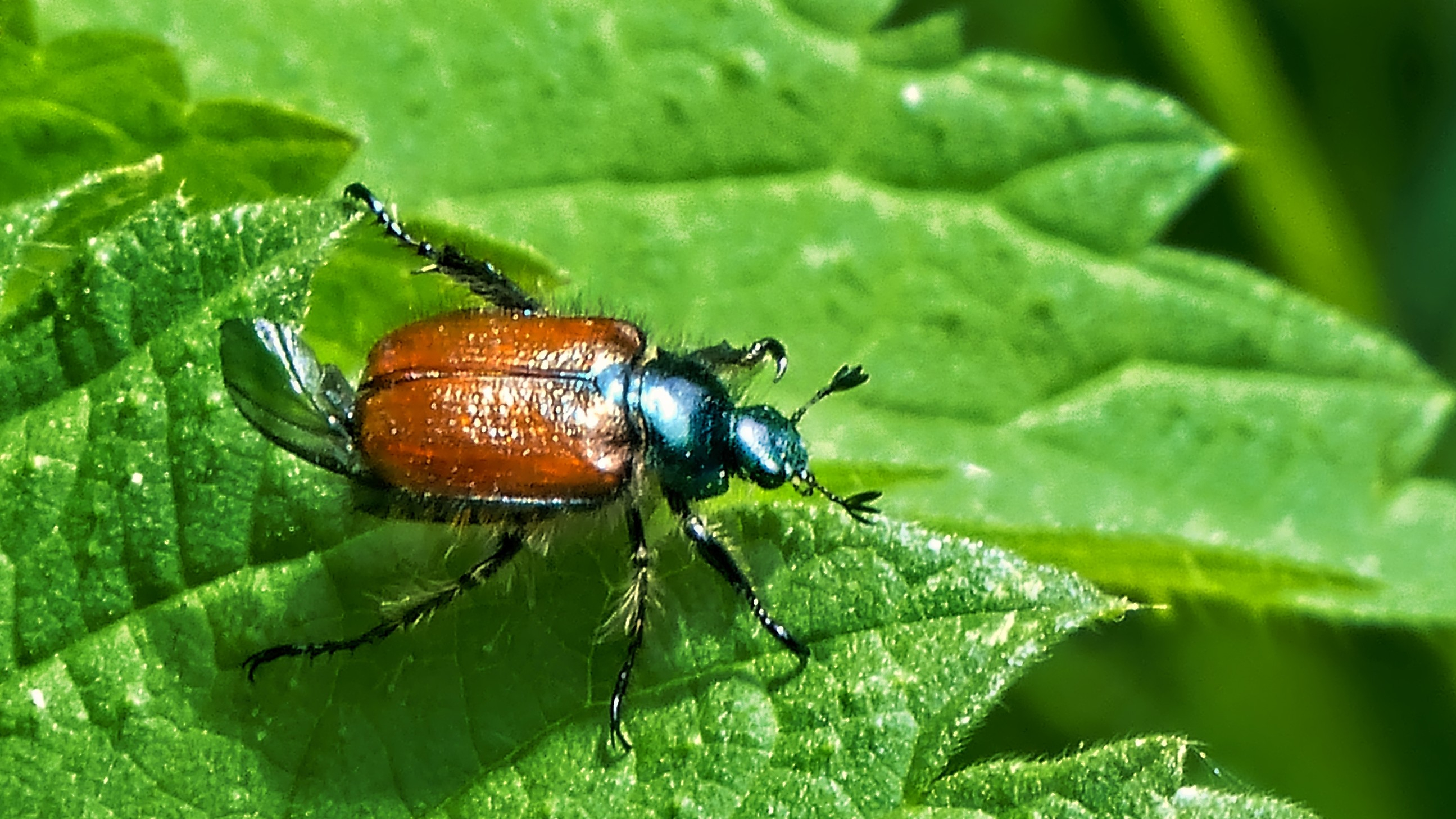 24-June Midsummer Beetles & London Lore Section Image