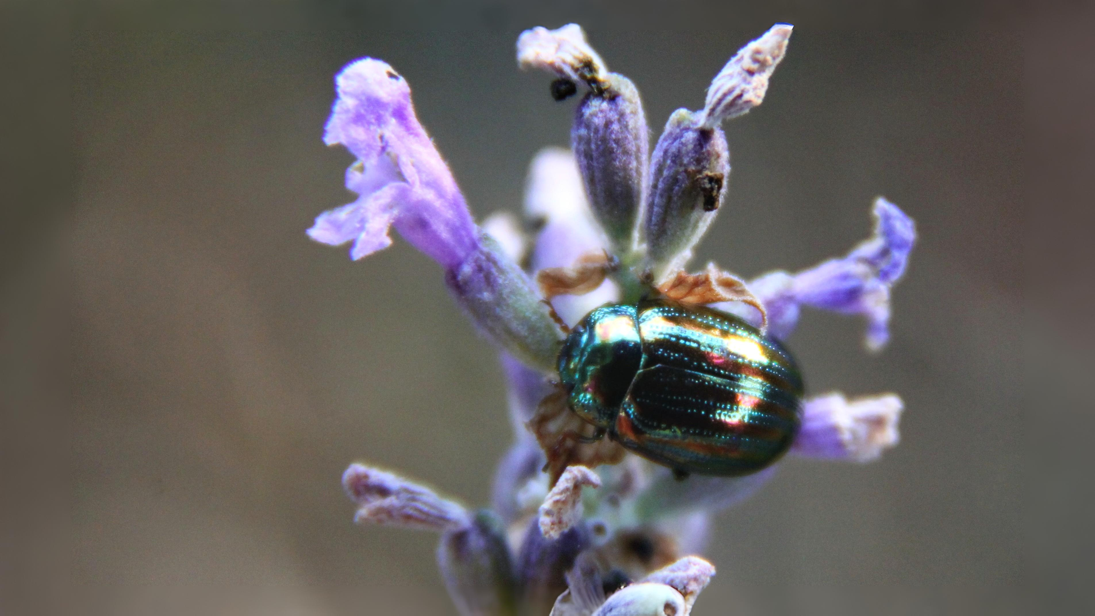 24-June Midsummer Beetles & London Lore Section Image