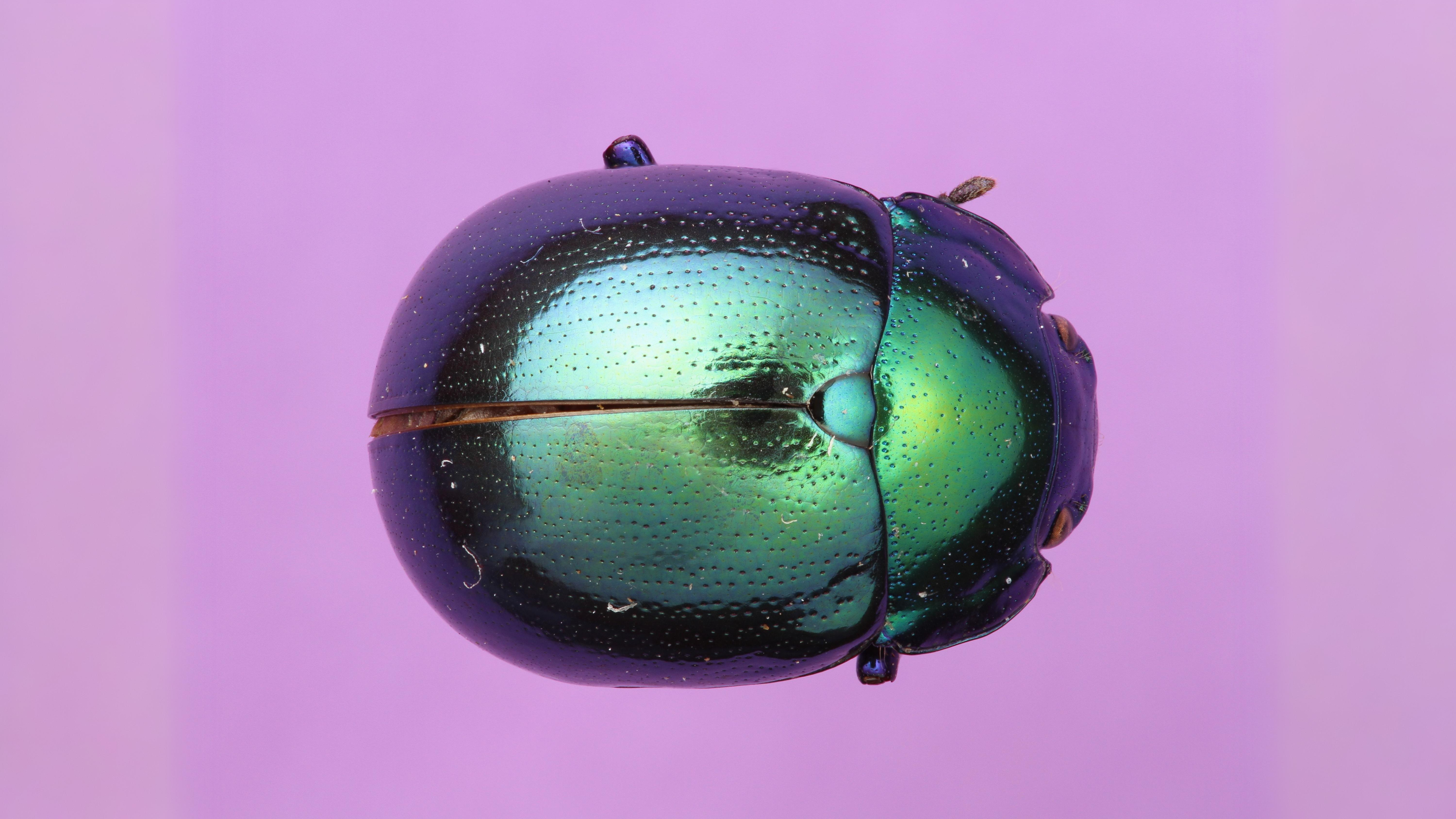 24-June Midsummer Beetles & London Lore Section Image